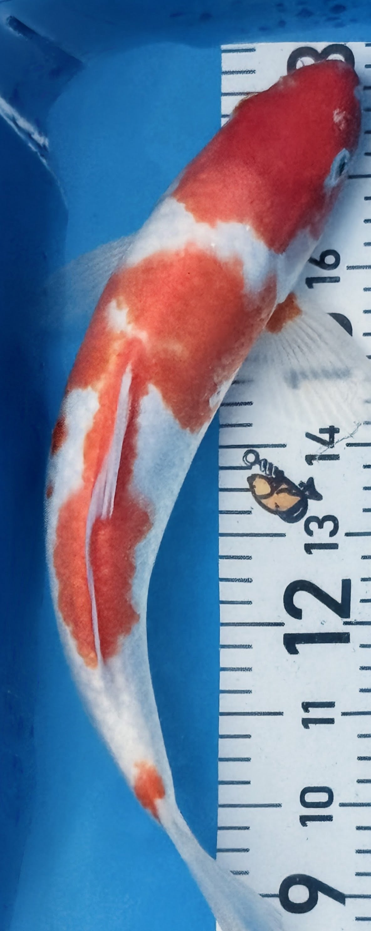 13" Kohaku Standard Fin Koi — Live Pond Fish [Select Grade]