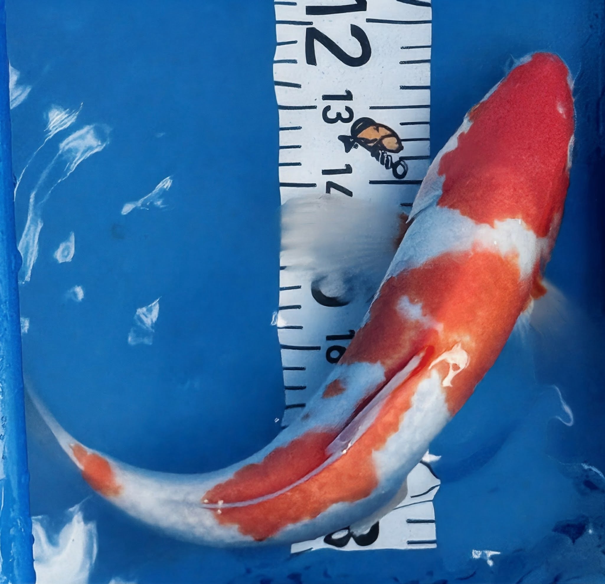 13" Kohaku Standard Fin Koi — Live Pond Fish [Select Grade]