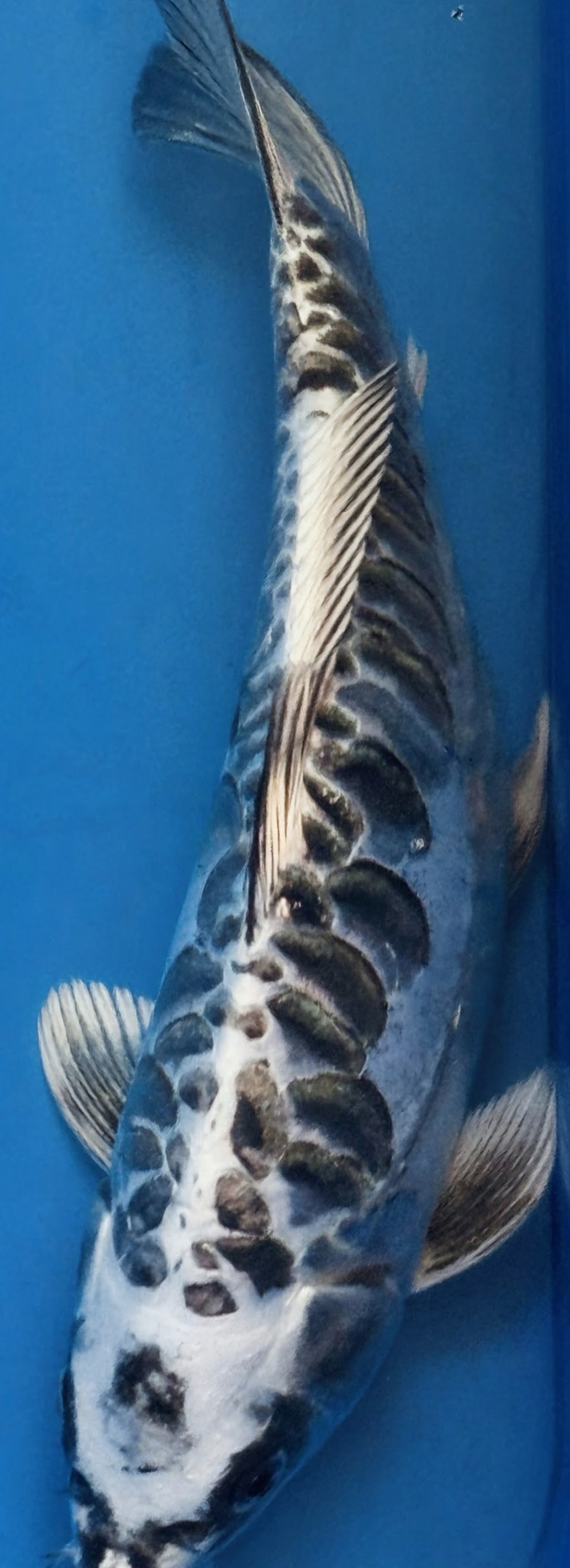 10" Gin Matsuba Standard Fin Koi — Live Pond Fish [Premium Grade]