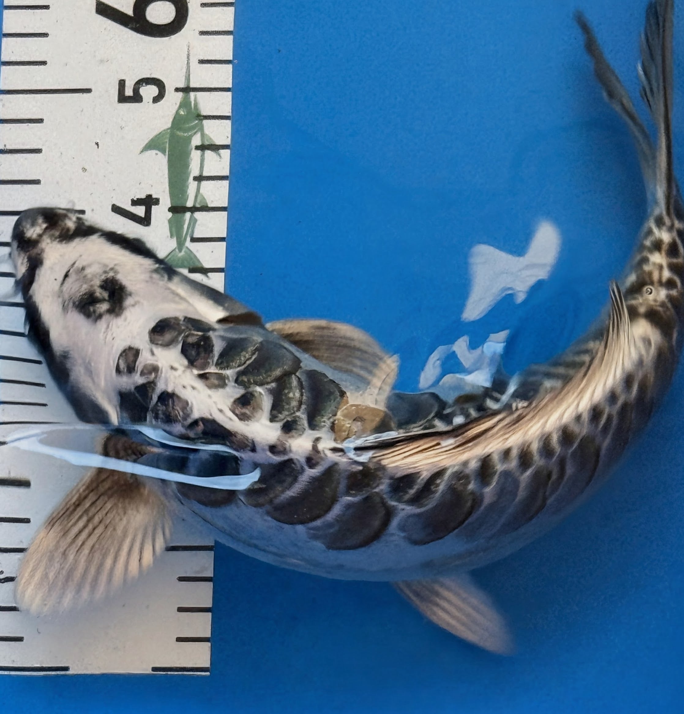 10" Gin Matsuba Standard Fin Koi — Live Pond Fish [Premium Grade]
