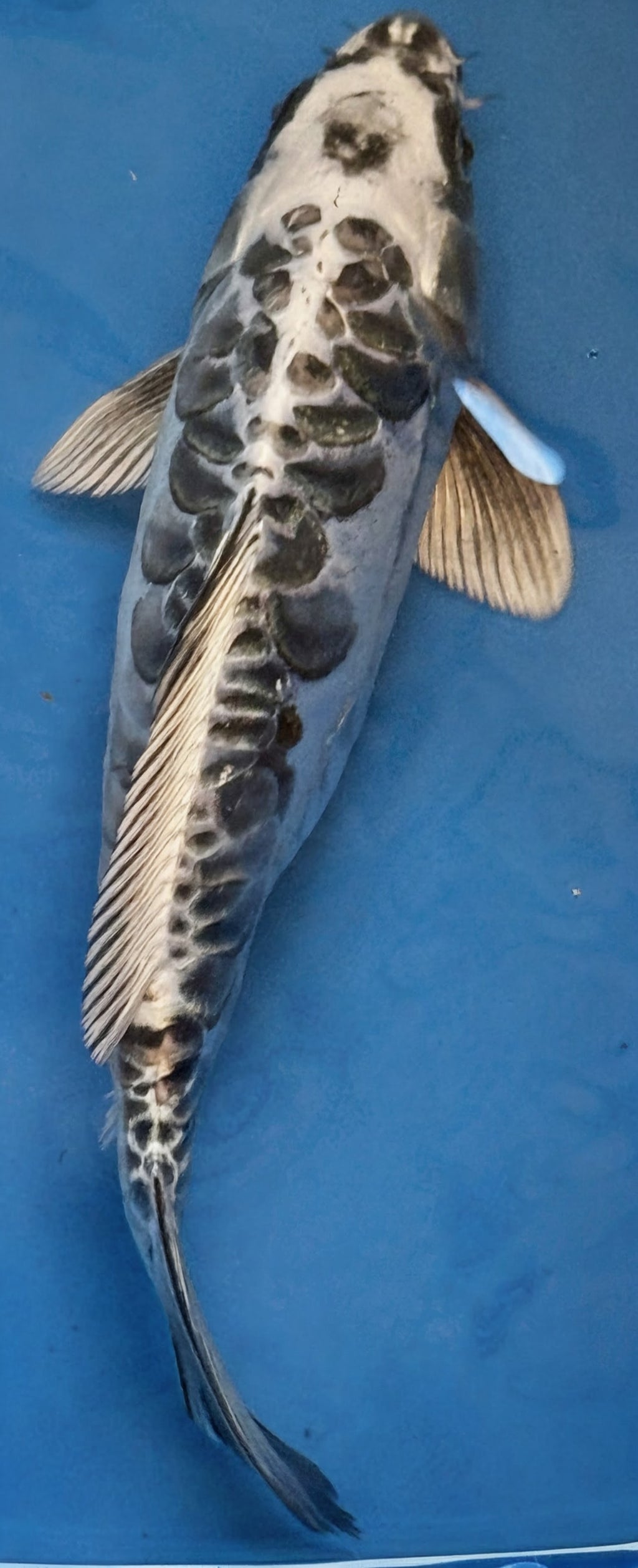 10" Gin Matsuba Standard Fin Koi — Live Pond Fish [Premium Grade]