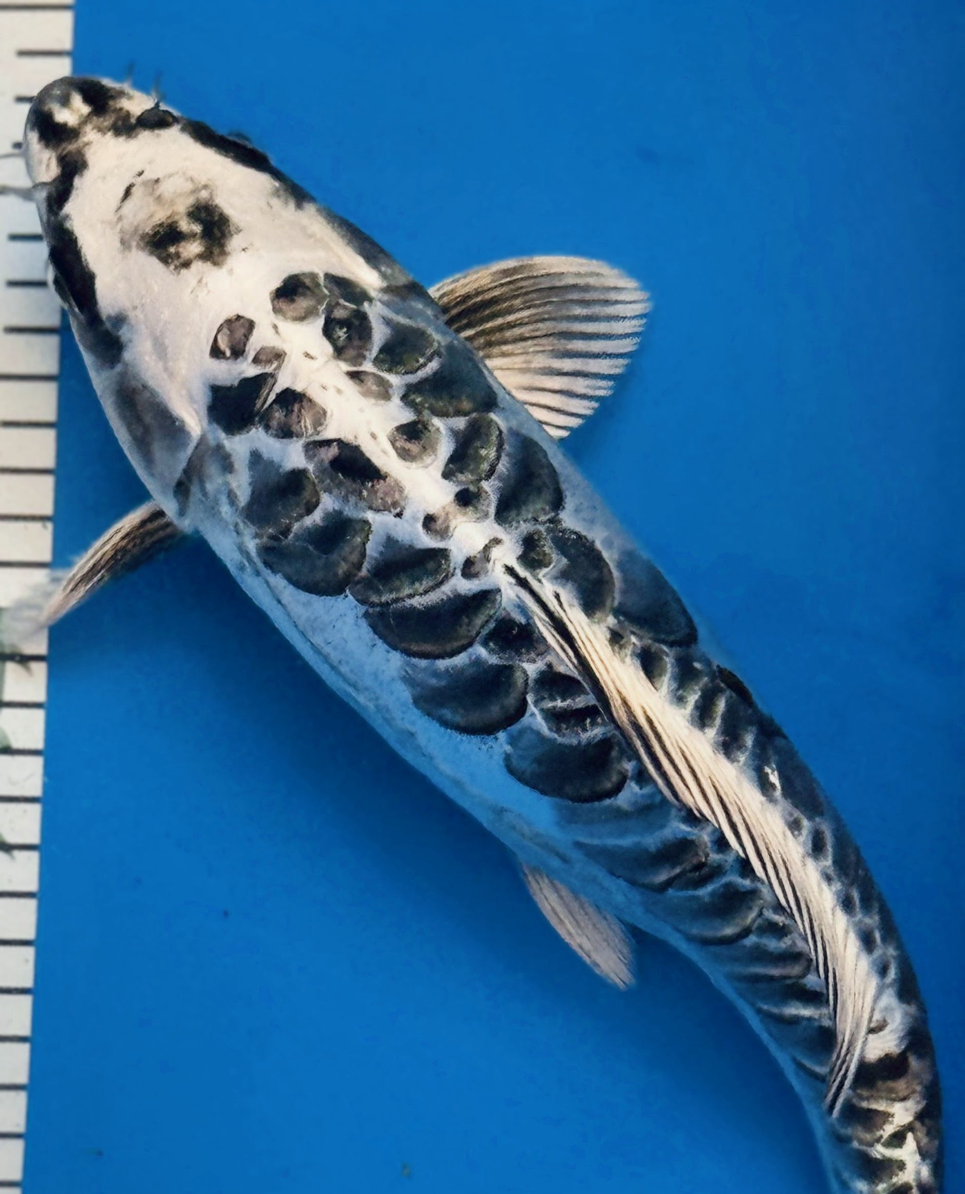 10" Gin Matsuba Standard Fin Koi — Live Pond Fish [Premium Grade]