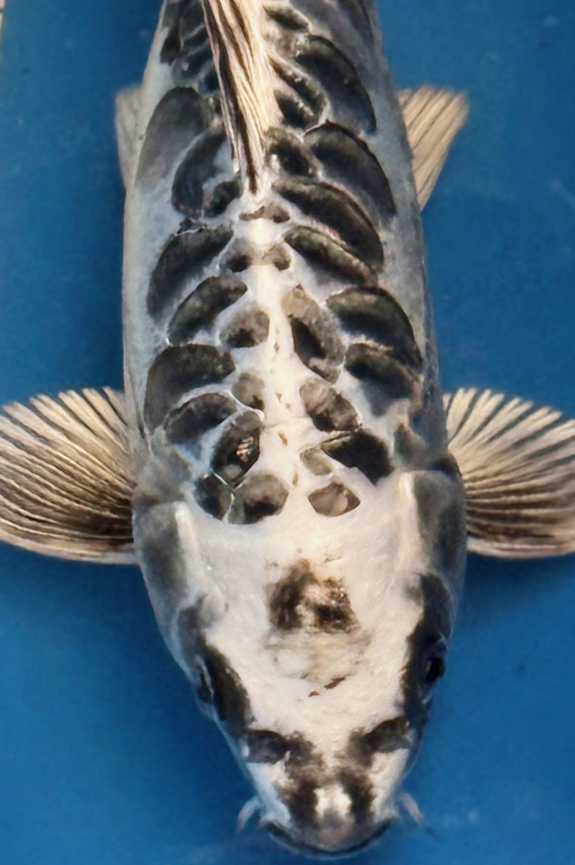 10" Gin Matsuba Standard Fin Koi — Live Pond Fish [Premium Grade]