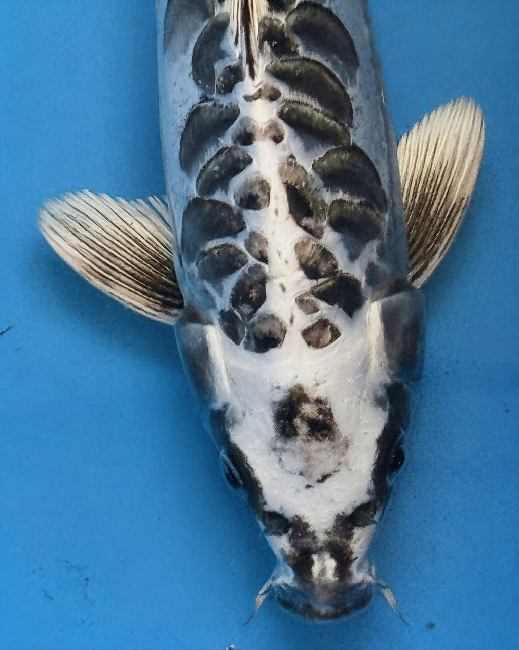 10" Gin Matsuba Standard Fin Koi — Live Pond Fish [Premium Grade]
