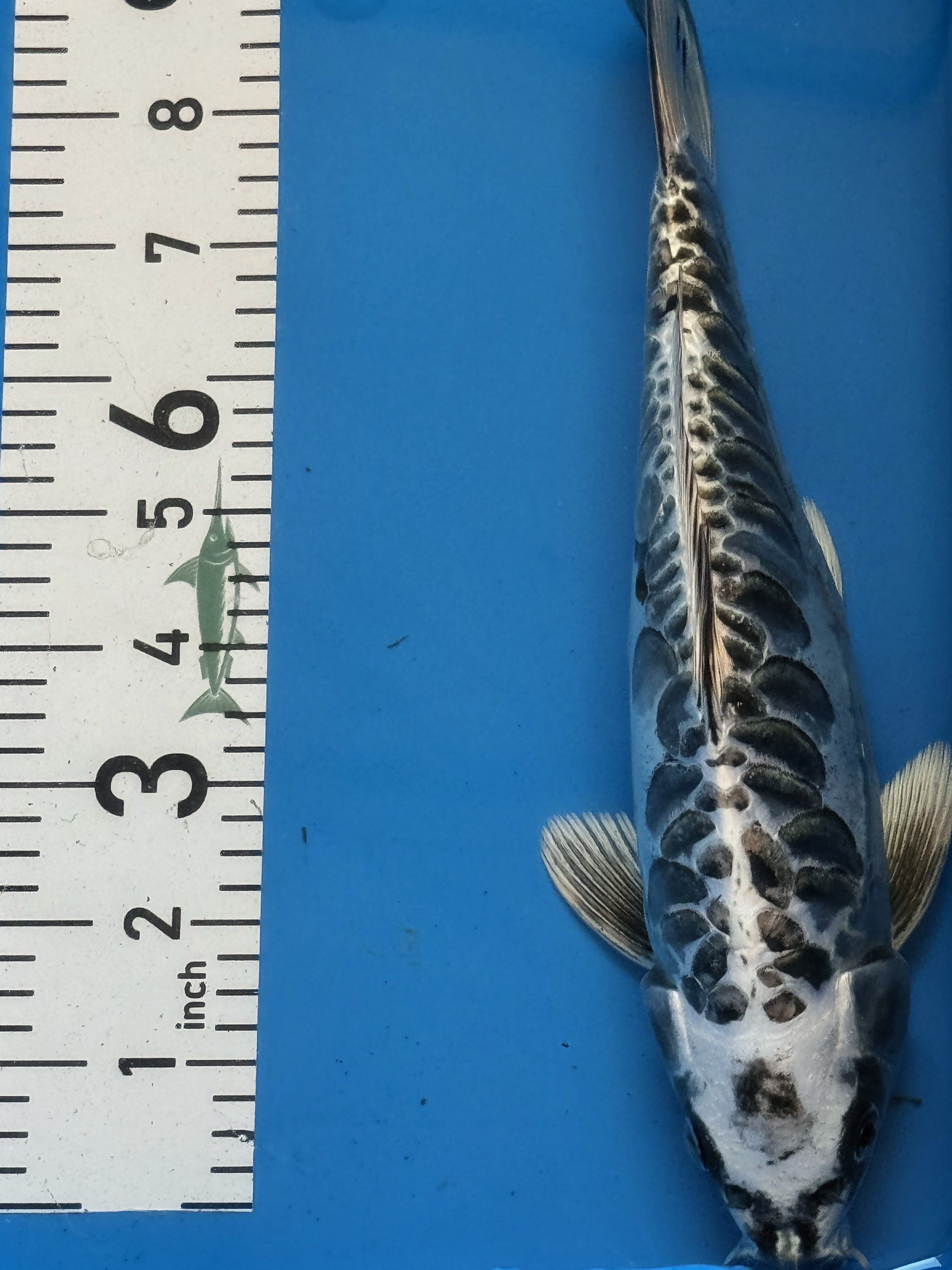 10" Gin Matsuba Standard Fin Koi — Live Pond Fish [Premium Grade]