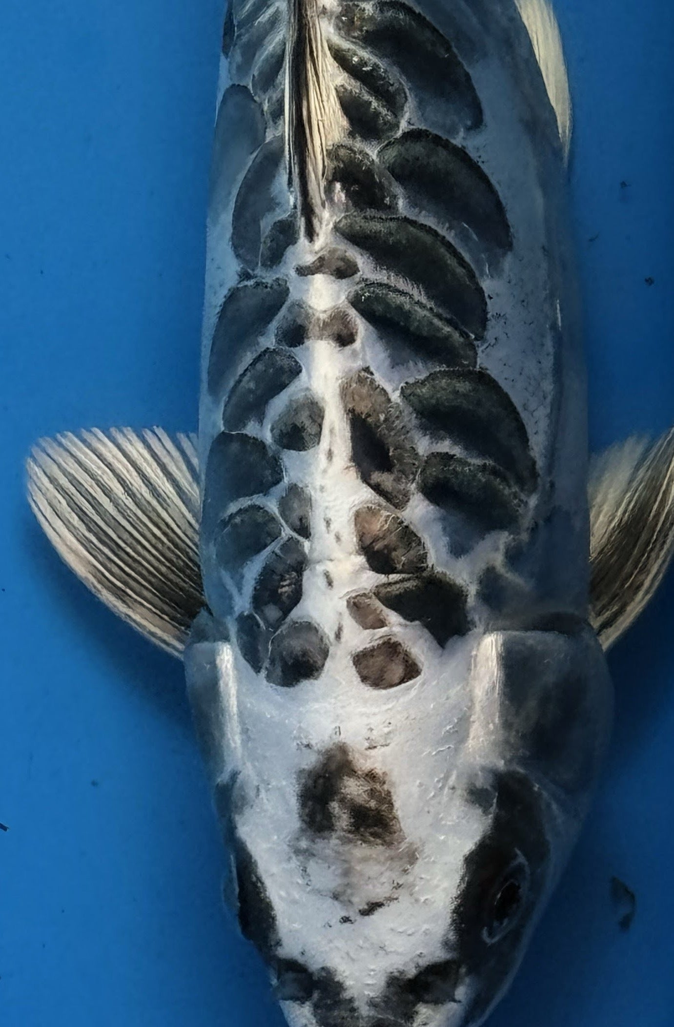 10" Gin Matsuba Standard Fin Koi — Live Pond Fish [Premium Grade]
