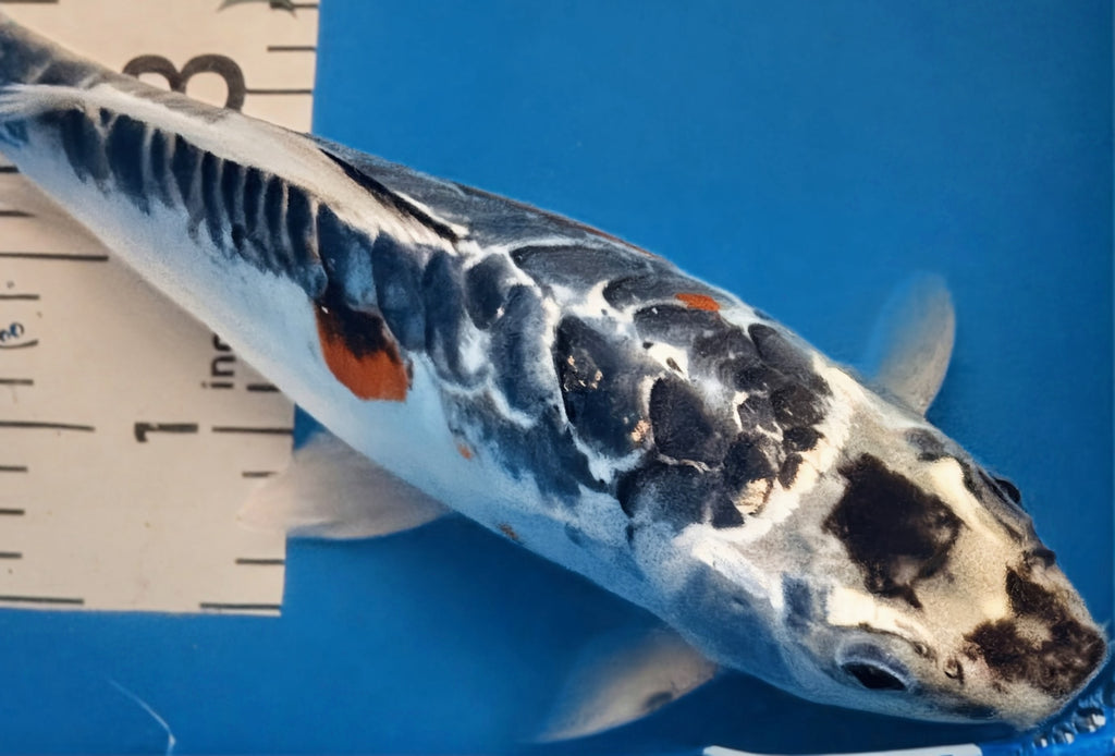 11" Taisho Sanke Standard Fin Koi — Live Pond Fish [Select Grade]