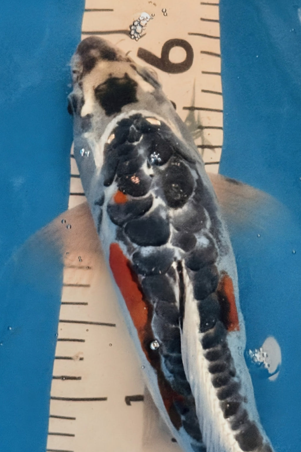 11" Taisho Sanke Standard Fin Koi — Live Pond Fish [Select Grade]