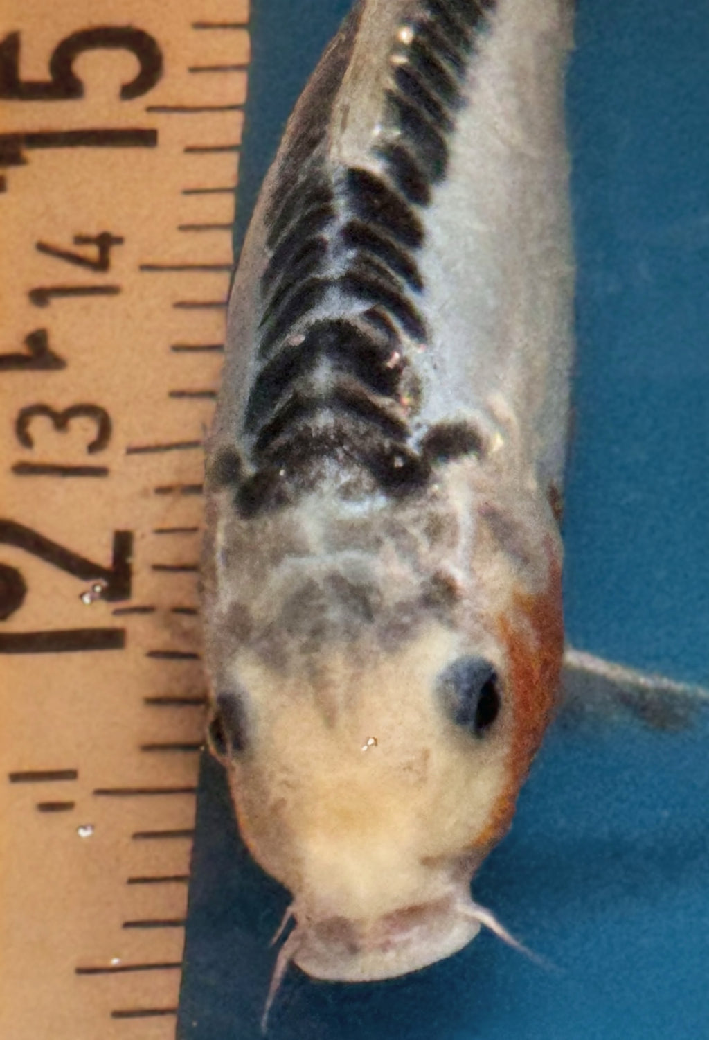 10" Ki Utsuri / Kumonryu Standard Fin Koi — Live Pond Fish [Premium Grade]
