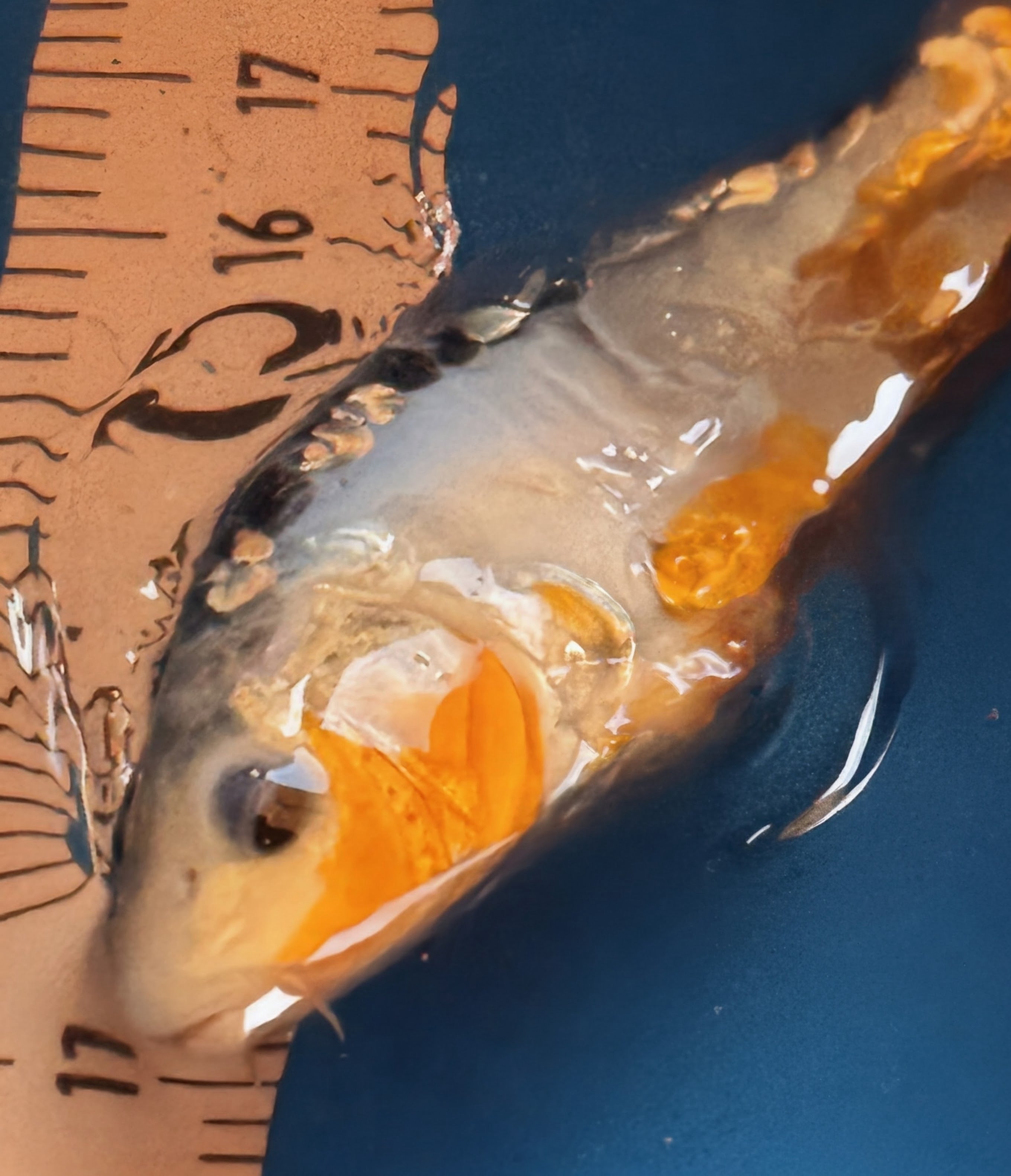 10" Ki Utsuri / Kumonryu Standard Fin Koi — Live Pond Fish [Premium Grade]