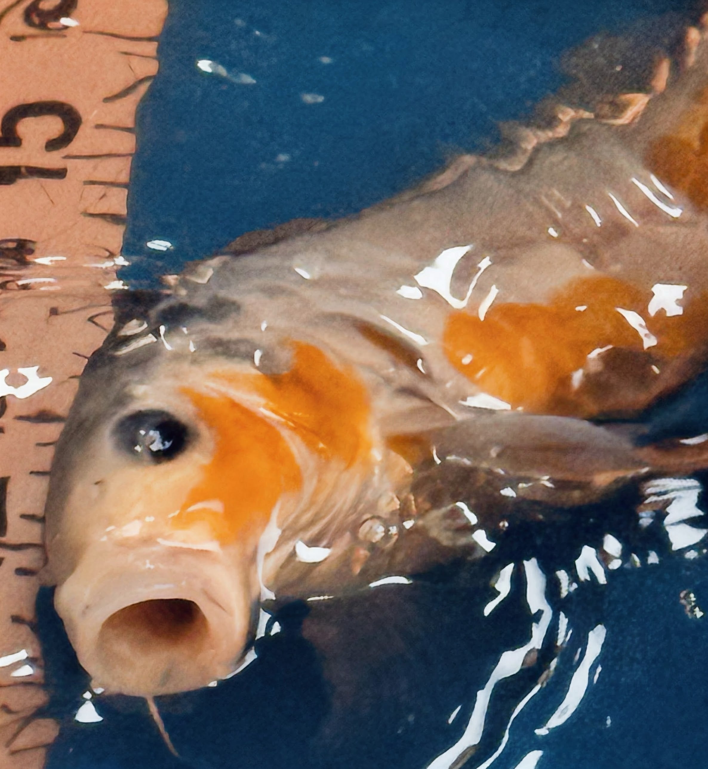 10" Ki Utsuri / Kumonryu Standard Fin Koi — Live Pond Fish [Premium Grade]