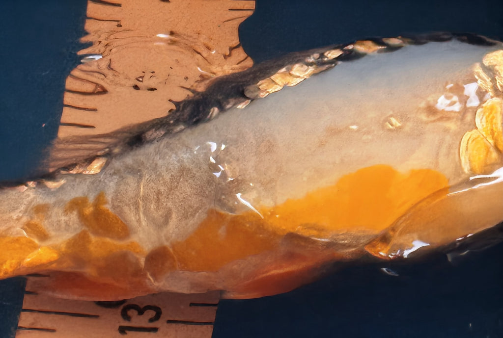 10" Ki Utsuri / Kumonryu Standard Fin Koi — Live Pond Fish [Premium Grade]