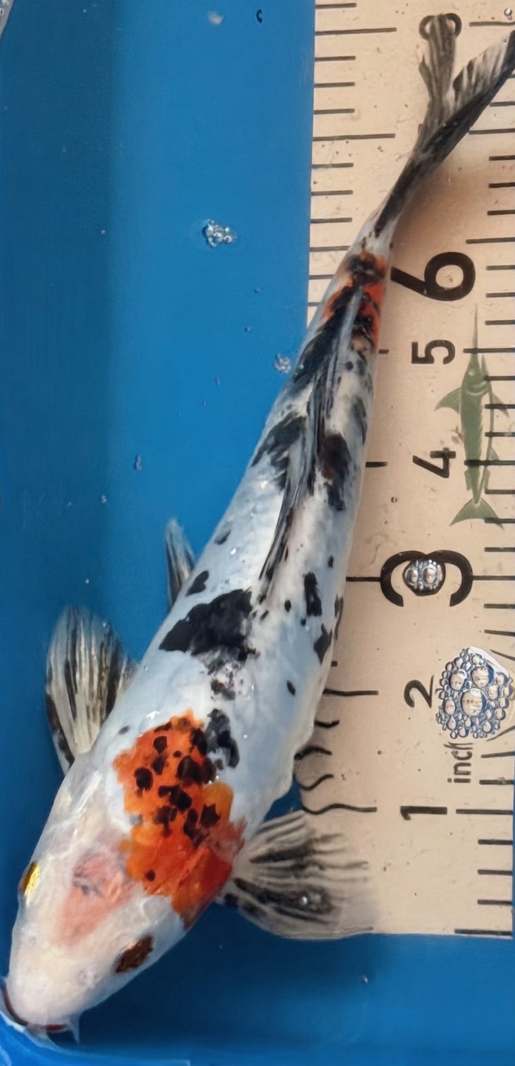 11" Showa Sanshoku Standard Fin Koi — Live Pond Fish [Select Grade]