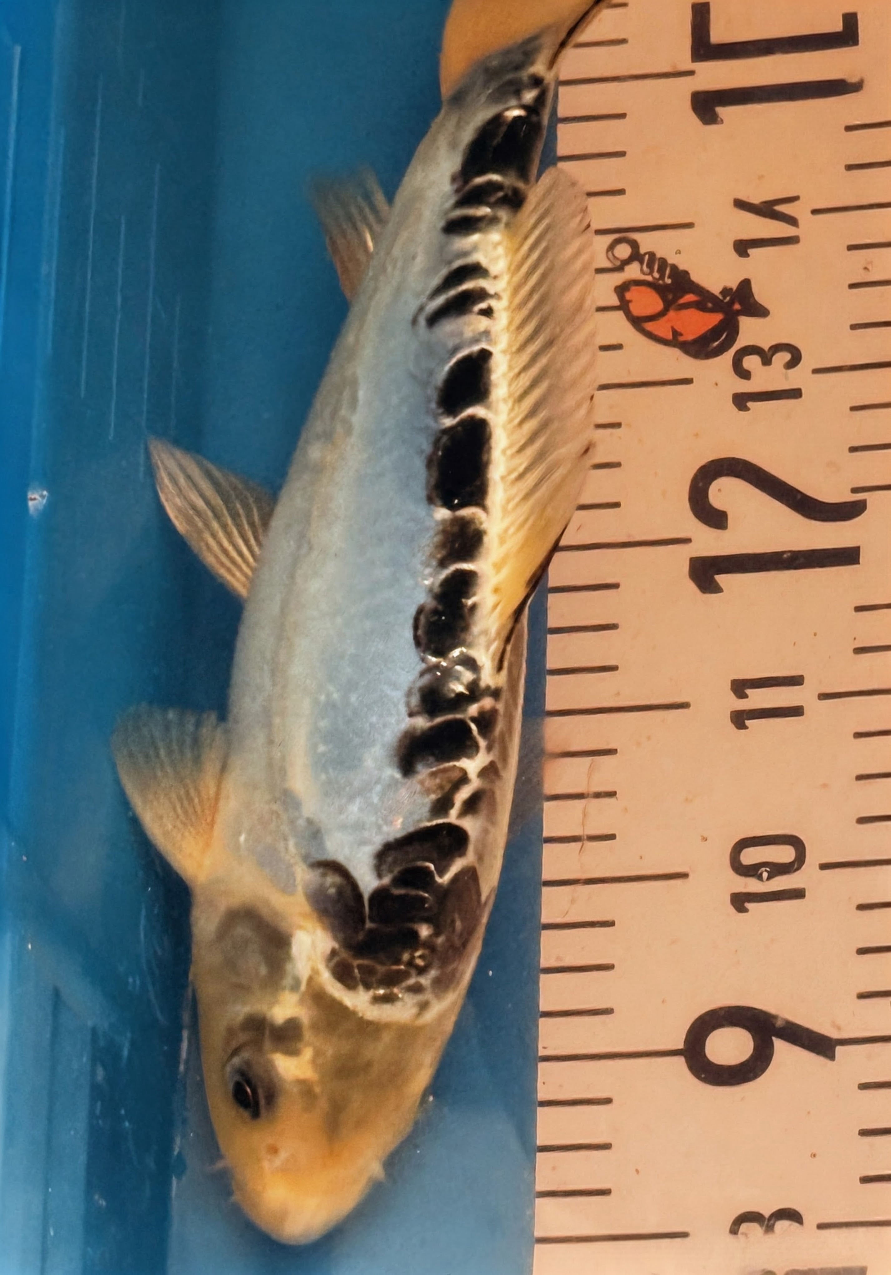10" Showa Sanshoku Standard Fin Koi — Live Pond Fish [Decorative Grade]