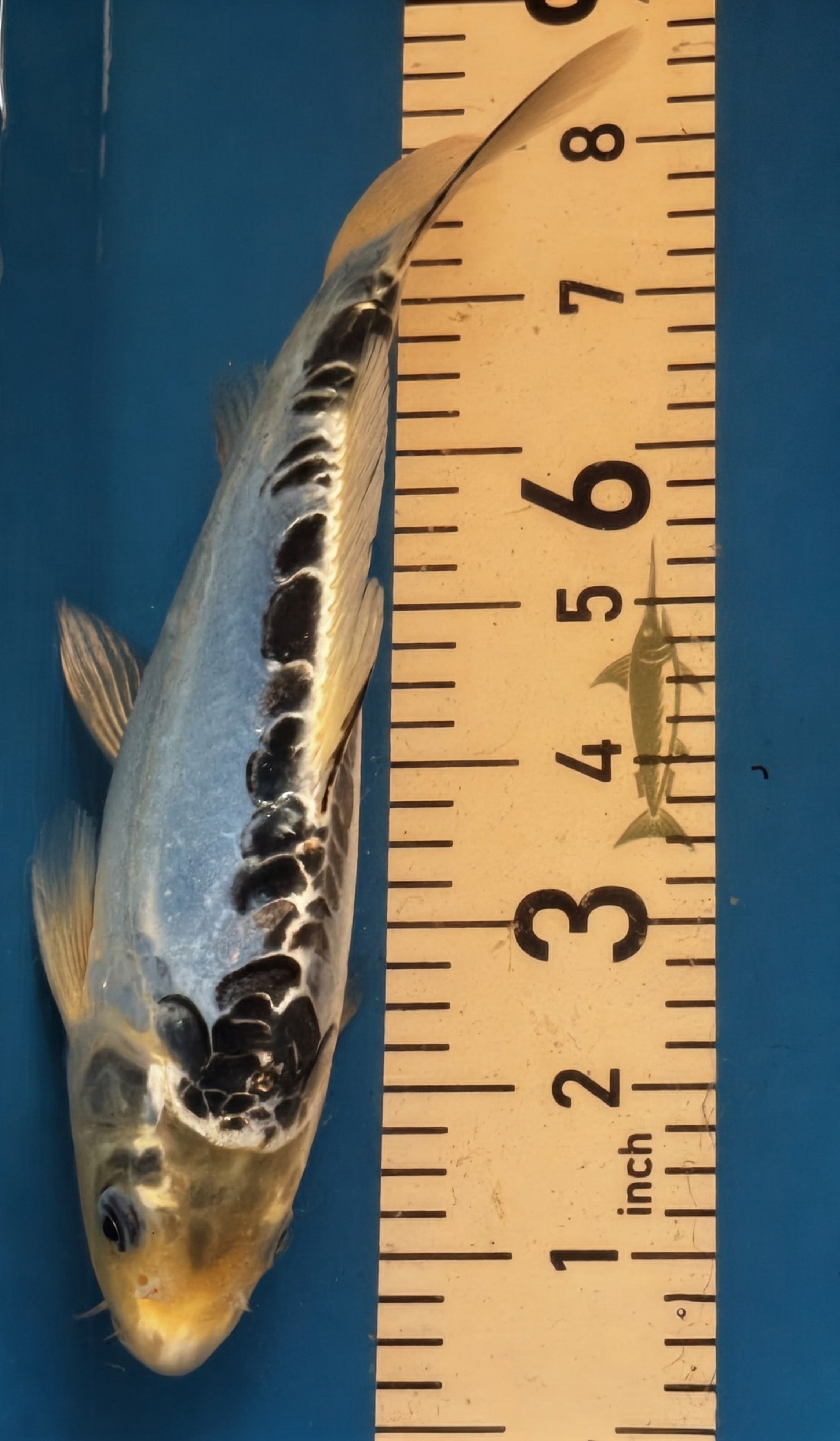 10" Showa Sanshoku Standard Fin Koi — Live Pond Fish [Decorative Grade]