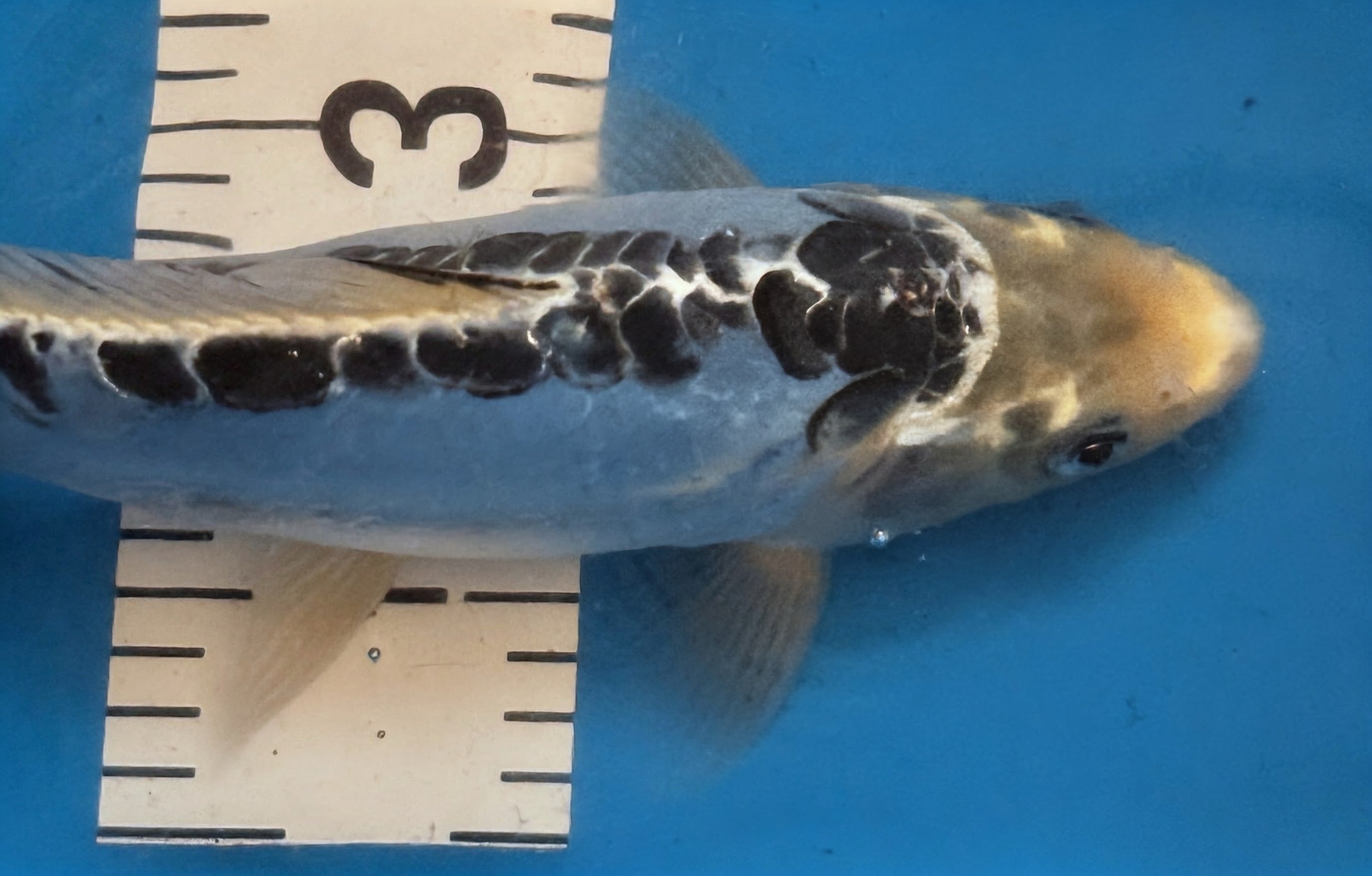 10" Showa Sanshoku Standard Fin Koi — Live Pond Fish [Decorative Grade]