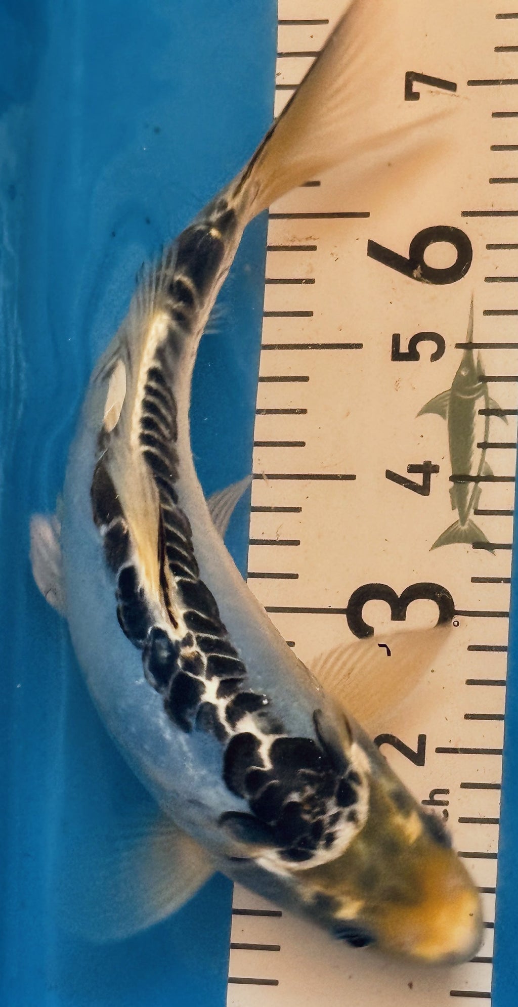 10" Showa Sanshoku Standard Fin Koi — Live Pond Fish [Decorative Grade]