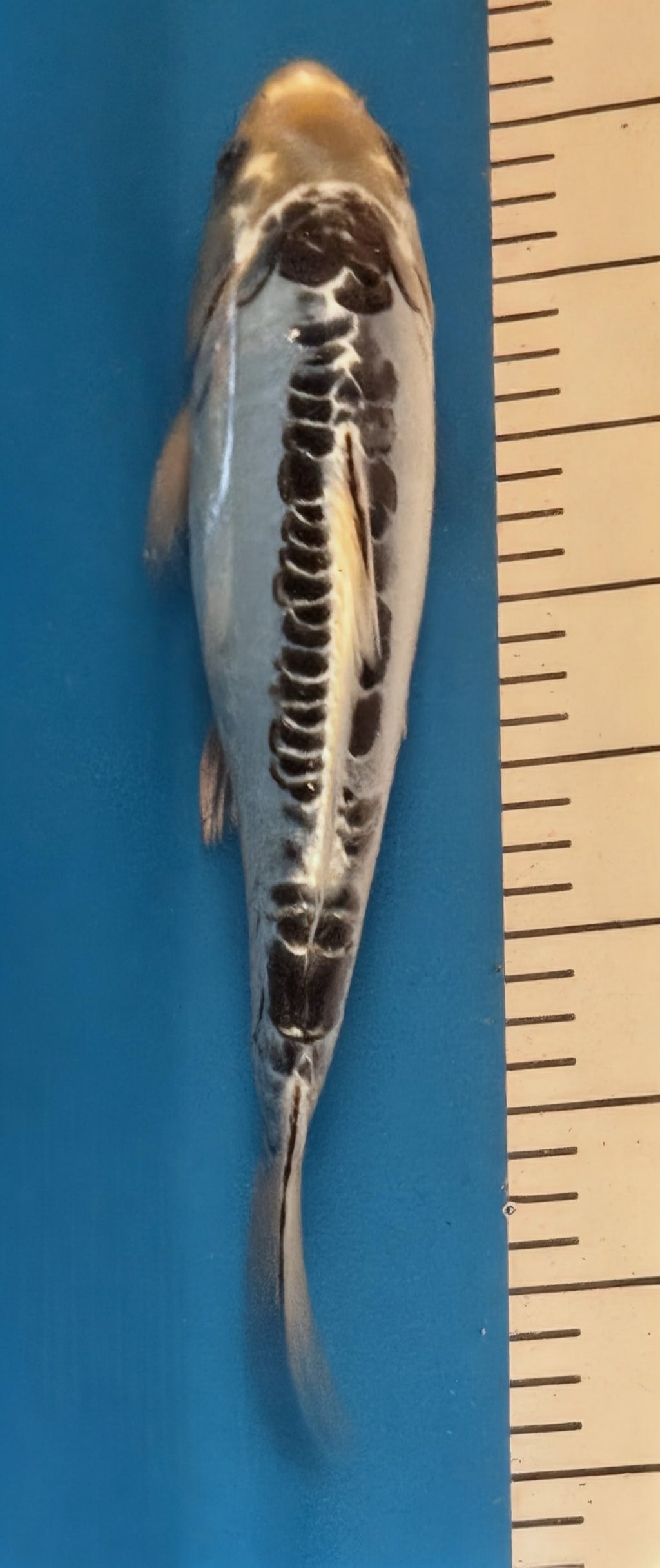 10" Showa Sanshoku Standard Fin Koi — Live Pond Fish [Decorative Grade]