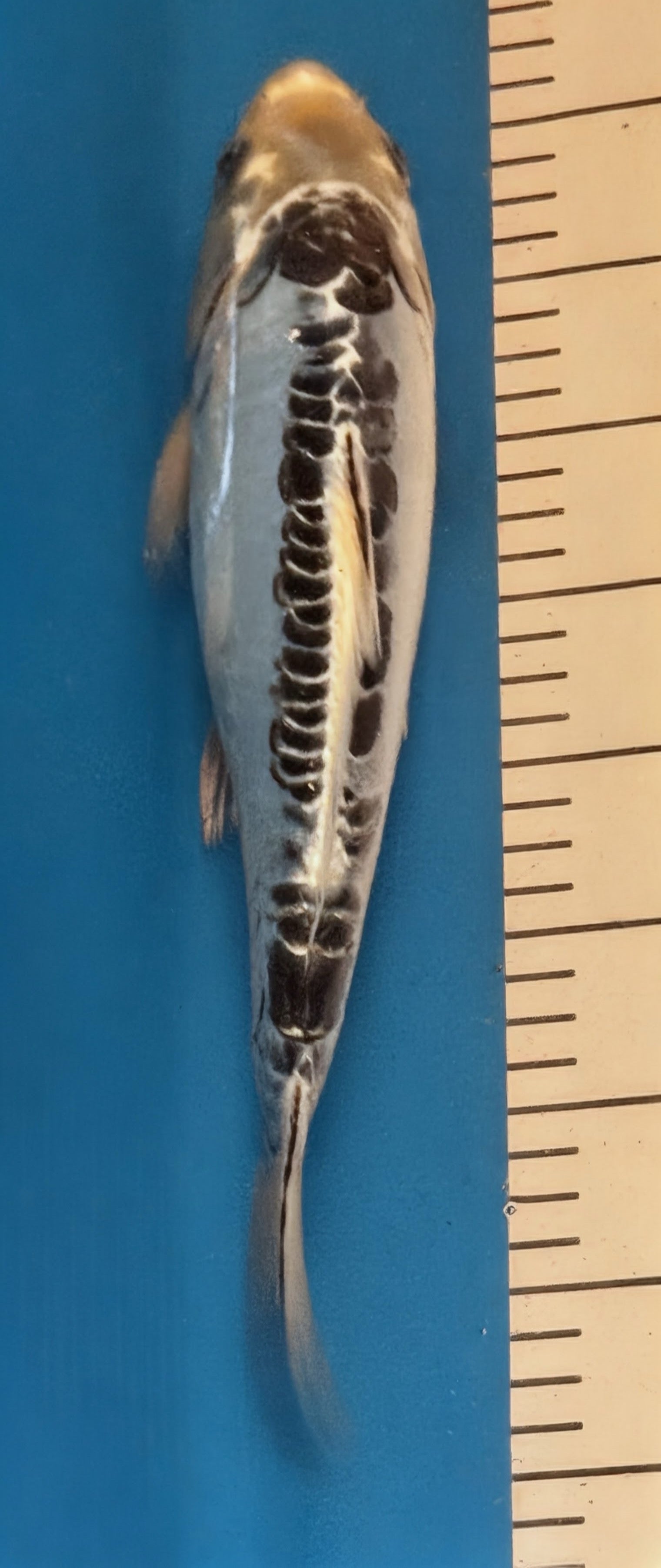 10" Showa Sanshoku Standard Fin Koi — Live Pond Fish [Decorative Grade]