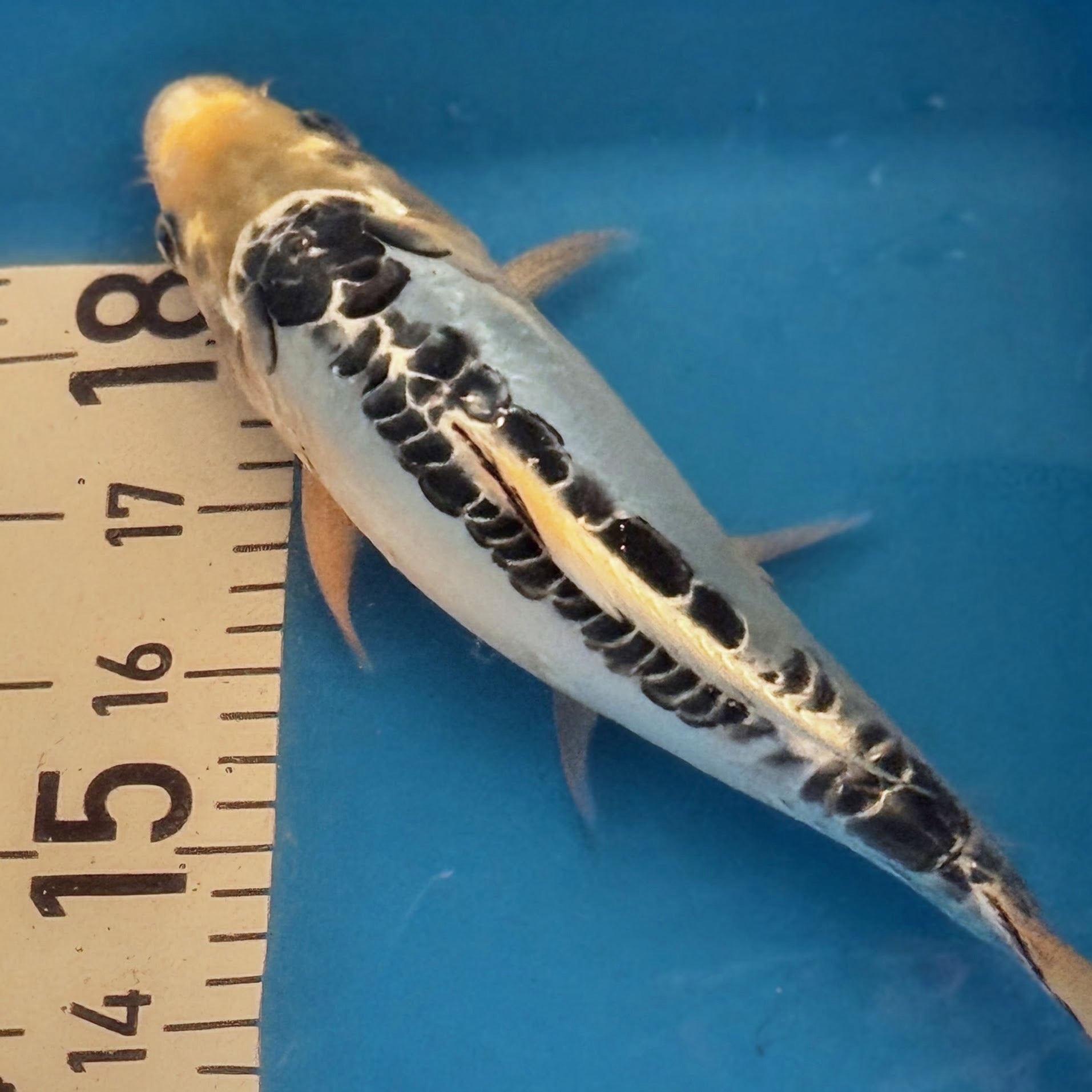 10" Showa Sanshoku Standard Fin Koi — Live Pond Fish [Decorative Grade]