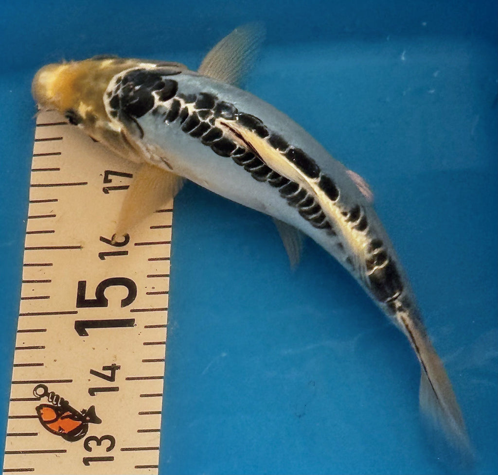 10" Showa Sanshoku Standard Fin Koi — Live Pond Fish [Decorative Grade]