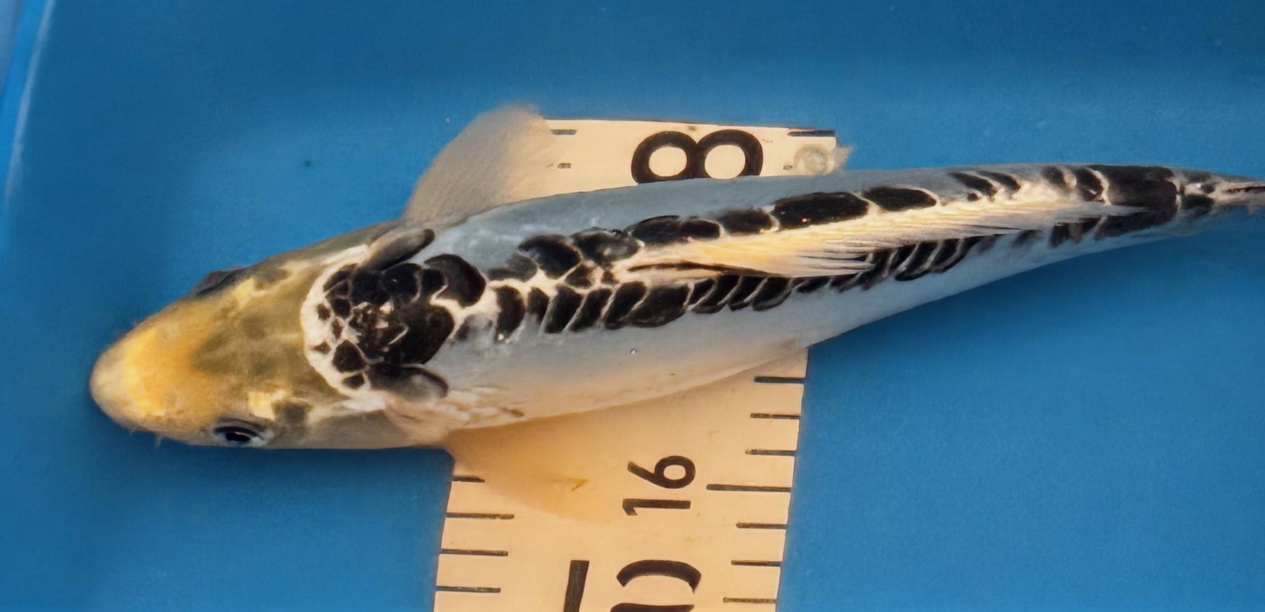 10" Showa Sanshoku Standard Fin Koi — Live Pond Fish [Decorative Grade]