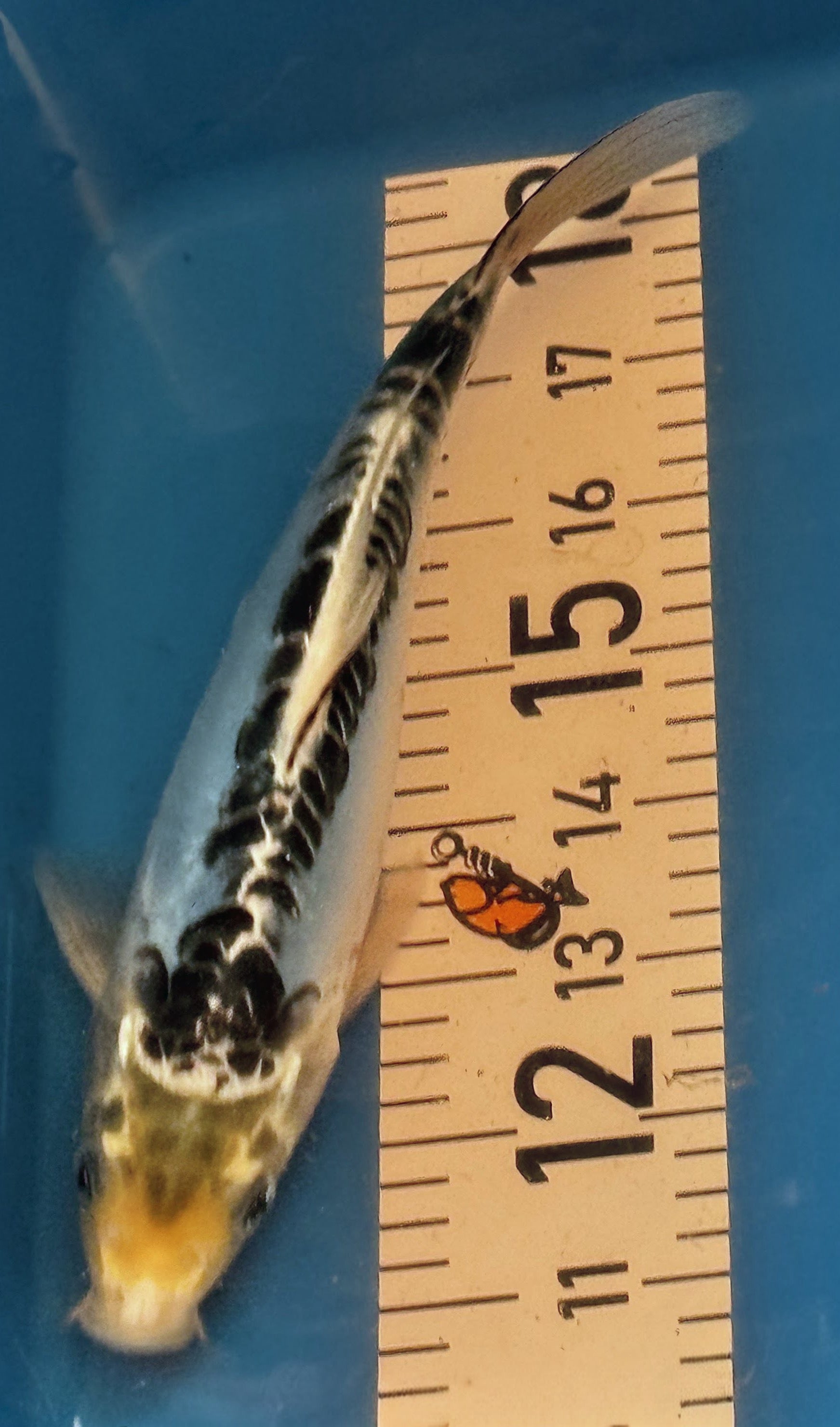 10" Showa Sanshoku Standard Fin Koi — Live Pond Fish [Decorative Grade]
