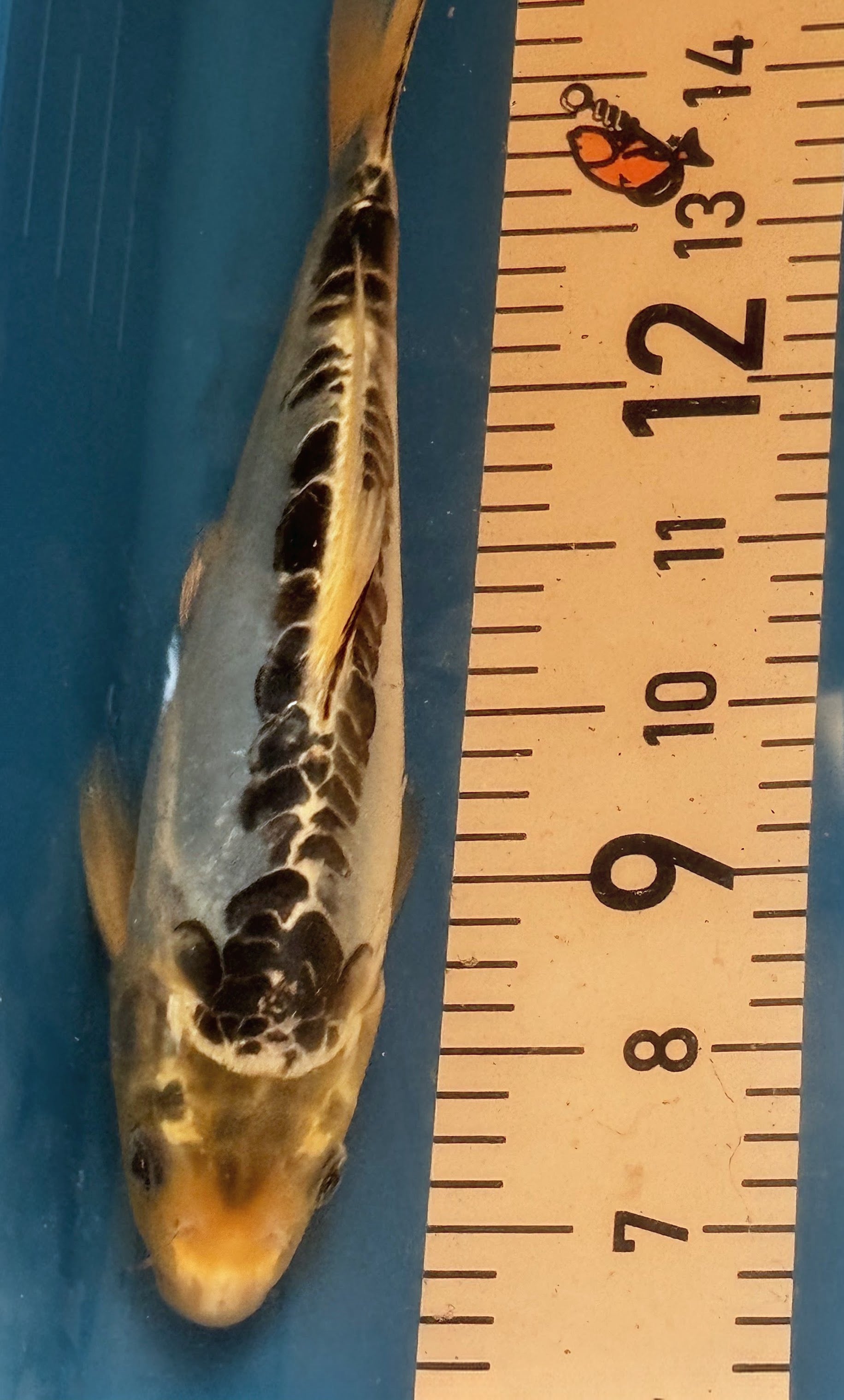 10" Showa Sanshoku Standard Fin Koi — Live Pond Fish [Decorative Grade]