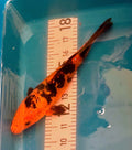 10" Hi Utsuri Standard Fin Koi — Live Pond Fish [Select Grade]