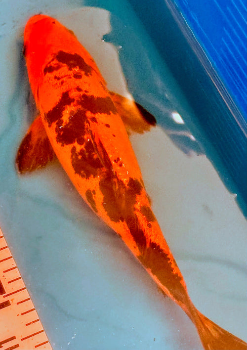 11" Showa Sanshoku Standard Fin Koi — Live Pond Fish [Select Grade]