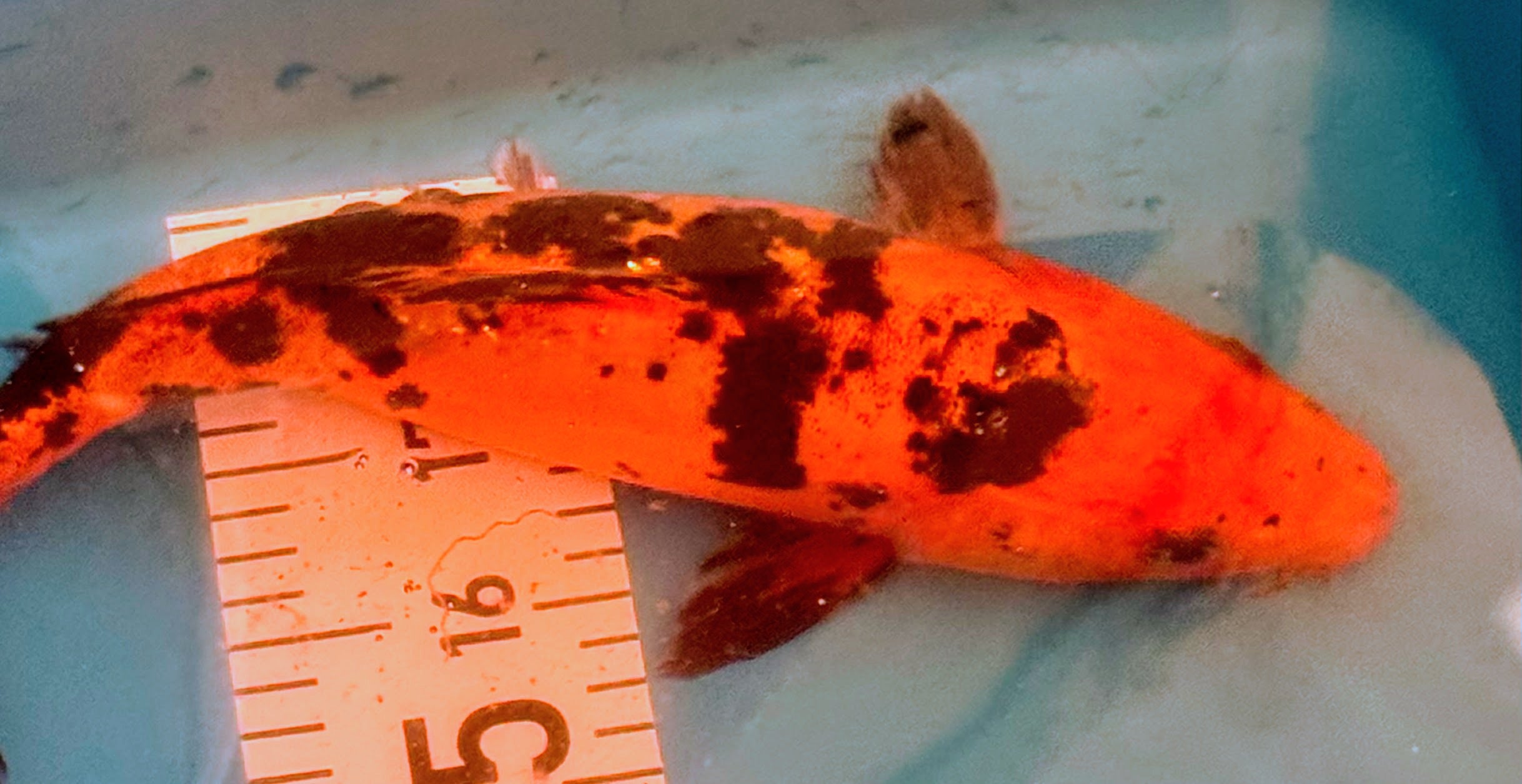 11" Showa Sanshoku Standard Fin Koi — Live Pond Fish [Select Grade]