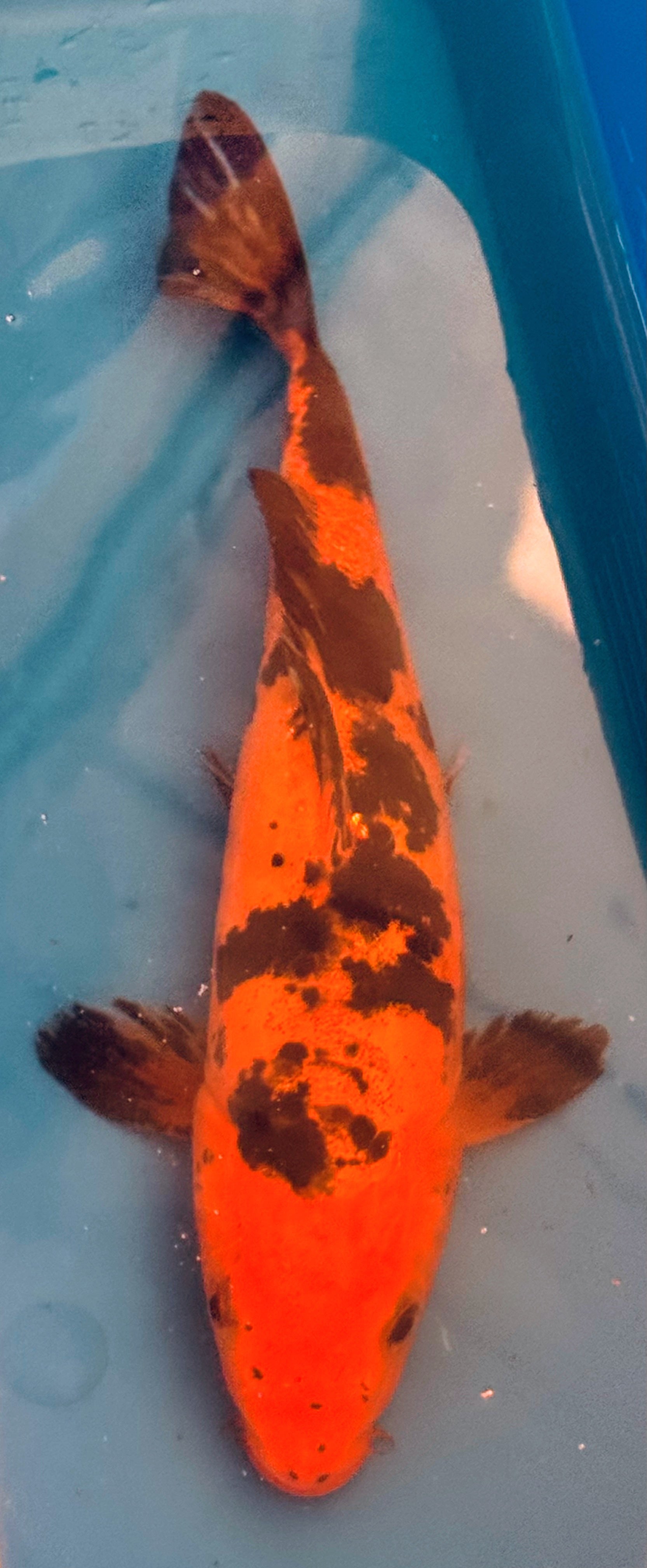 11" Showa Sanshoku Standard Fin Koi — Live Pond Fish [Select Grade]