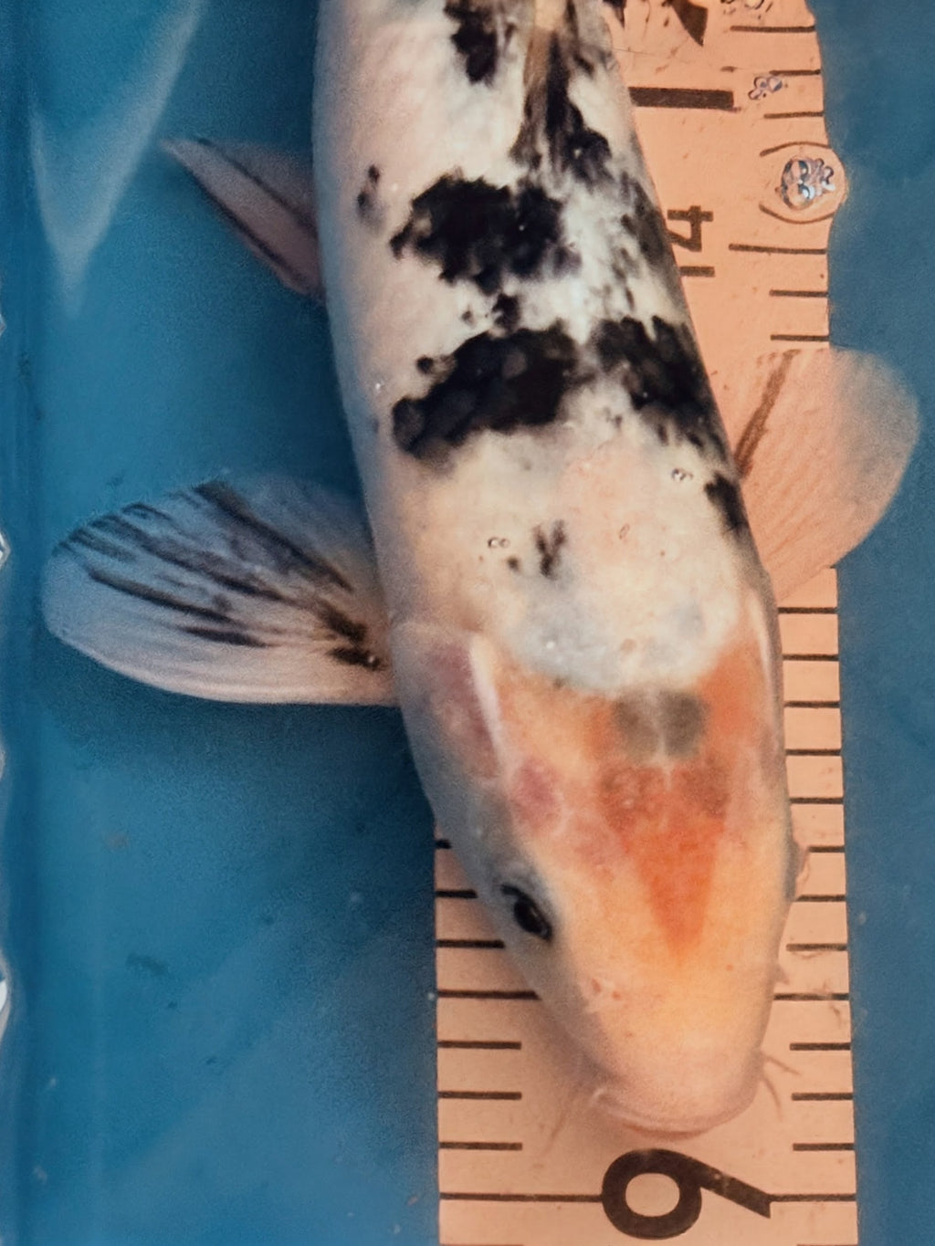 13" Shiro Bekko Standard Fin Koi — Live Pond Fish [Select Grade]