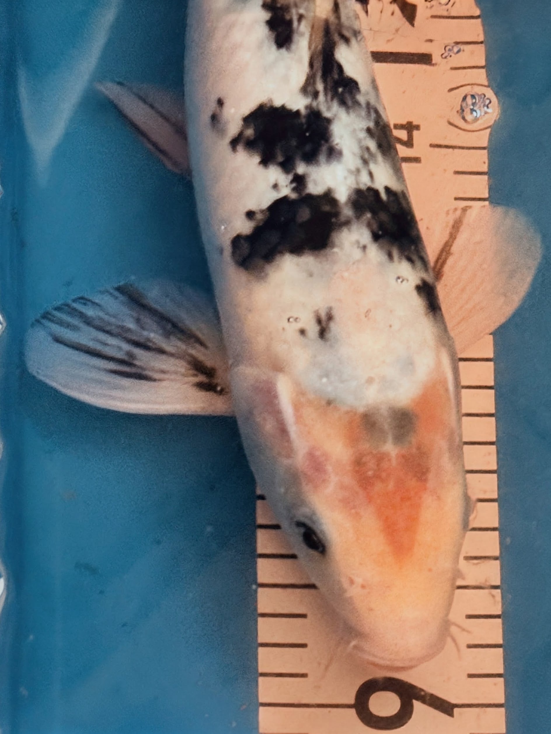 13" Shiro Bekko Standard Fin Koi — Live Pond Fish [Select Grade]