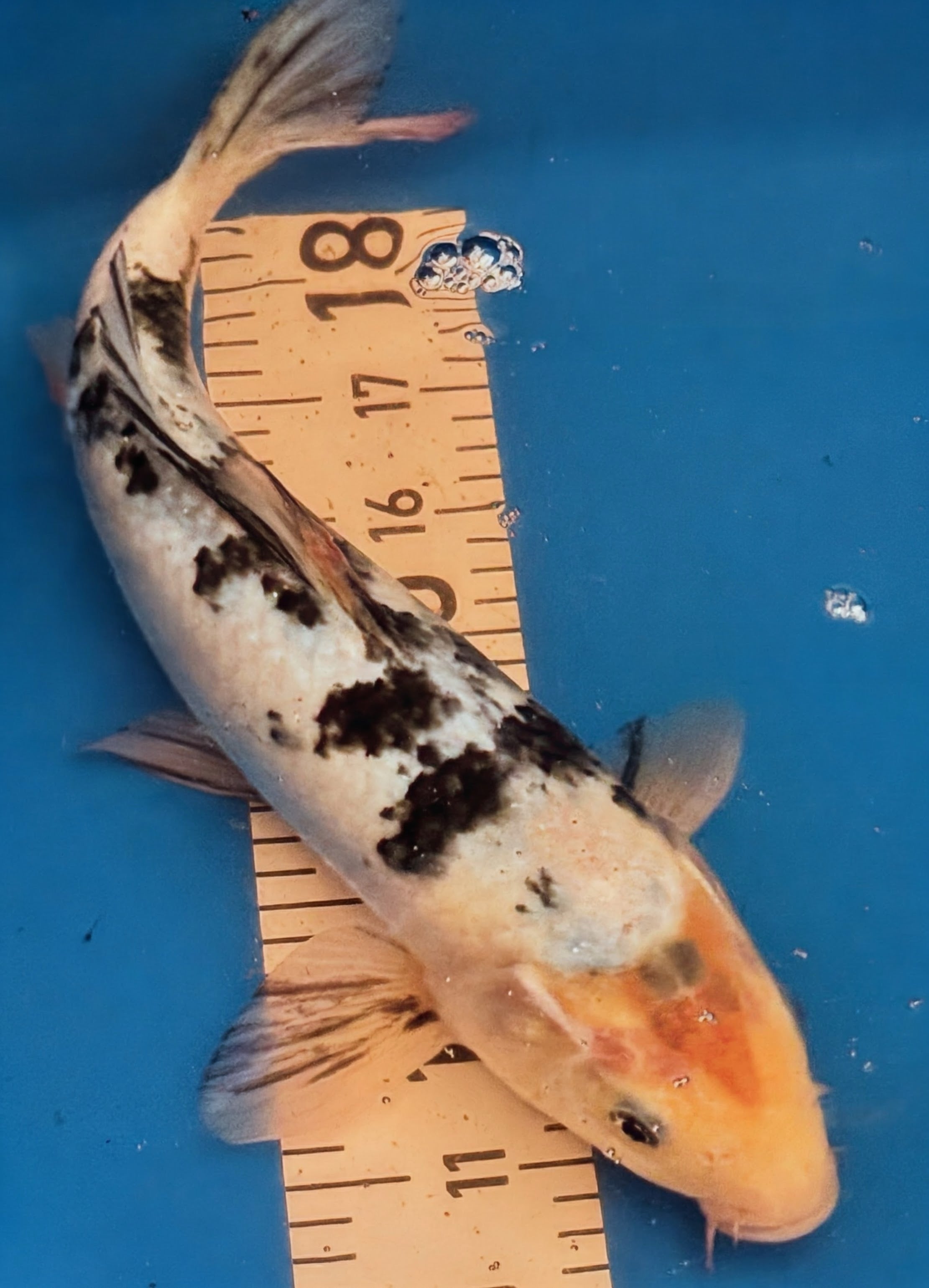 13" Shiro Bekko Standard Fin Koi — Live Pond Fish [Select Grade]
