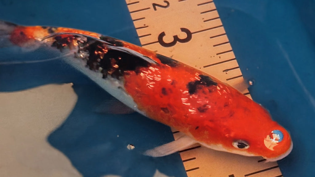 10" Doitsu Hi Utsuri / Kin Ki Utsuri Standard Fin Koi — Live Pond Fish [Premium Grade]