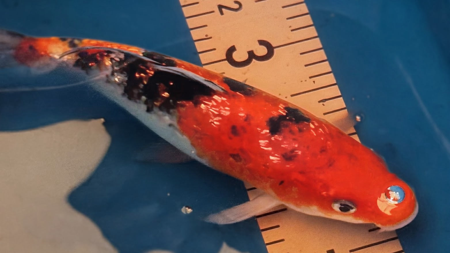 10" Doitsu Hi Utsuri / Kin Ki Utsuri Standard Fin Koi — Live Pond Fish [Premium Grade]