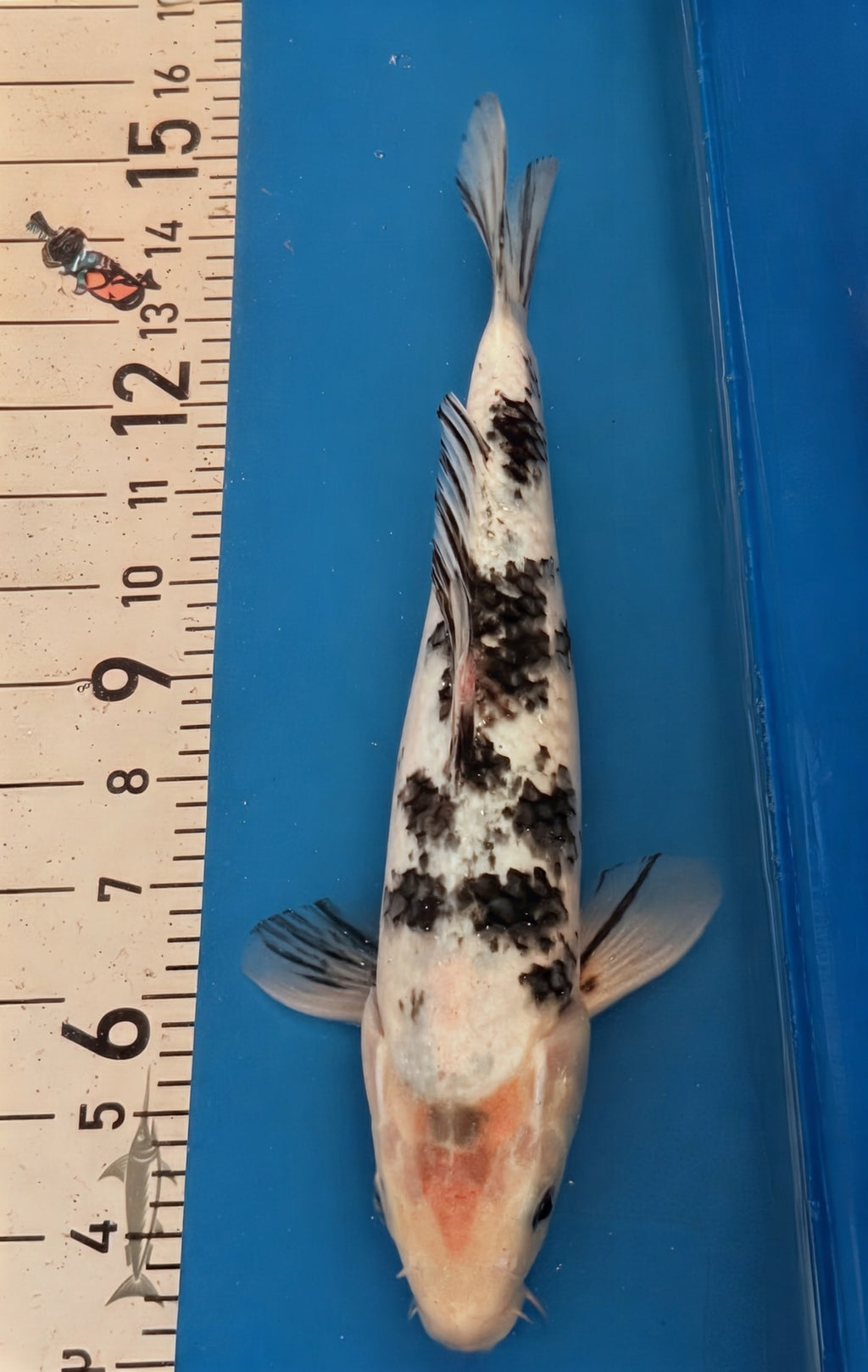 13" Shiro Bekko Standard Fin Koi — Live Pond Fish [Select Grade]