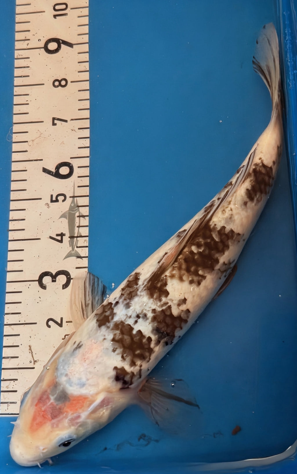 13" Shiro Bekko Standard Fin Koi — Live Pond Fish [Select Grade]
