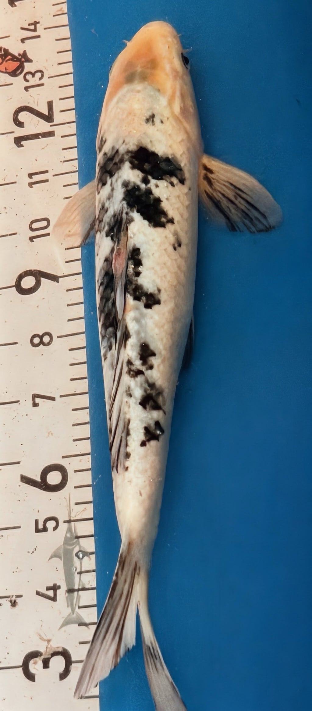 13" Shiro Bekko Standard Fin Koi — Live Pond Fish [Select Grade]
