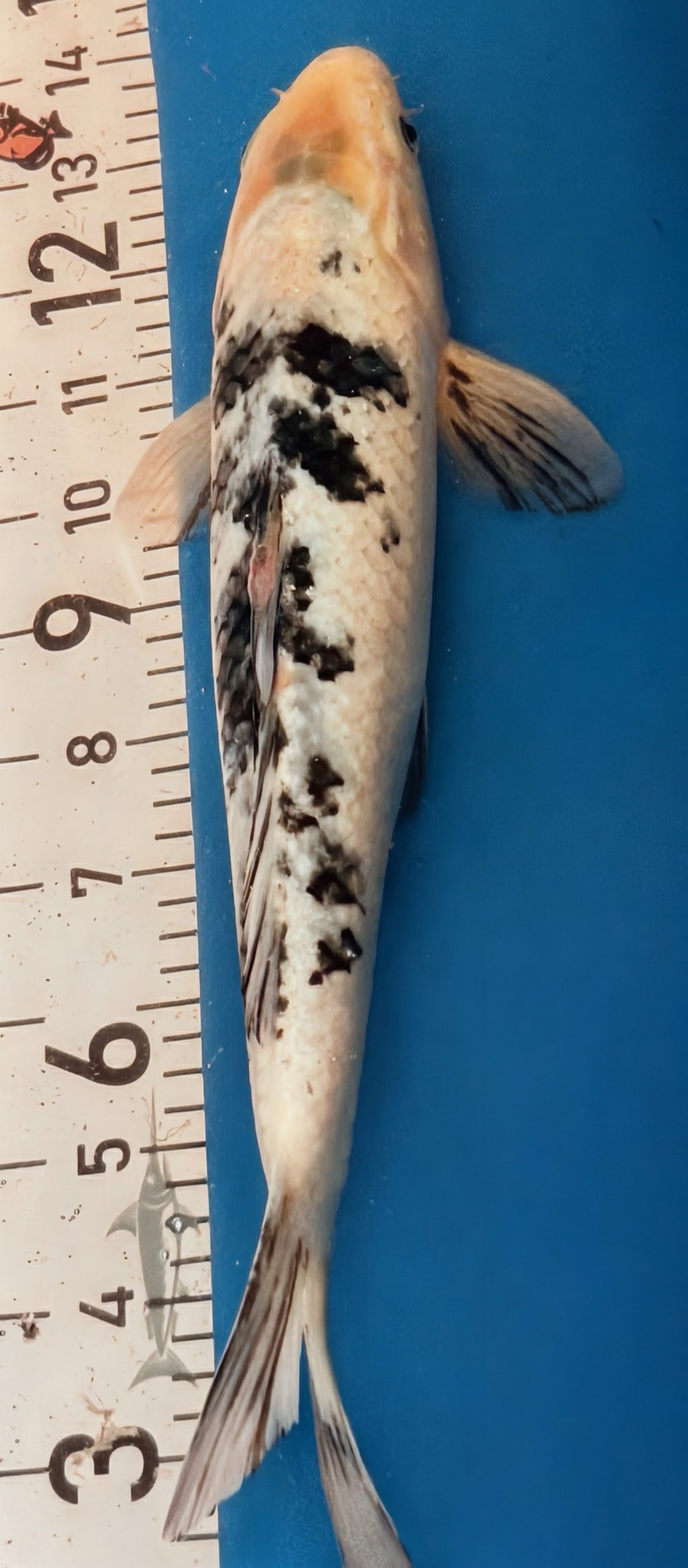 13" Shiro Bekko Standard Fin Koi — Live Pond Fish [Select Grade]