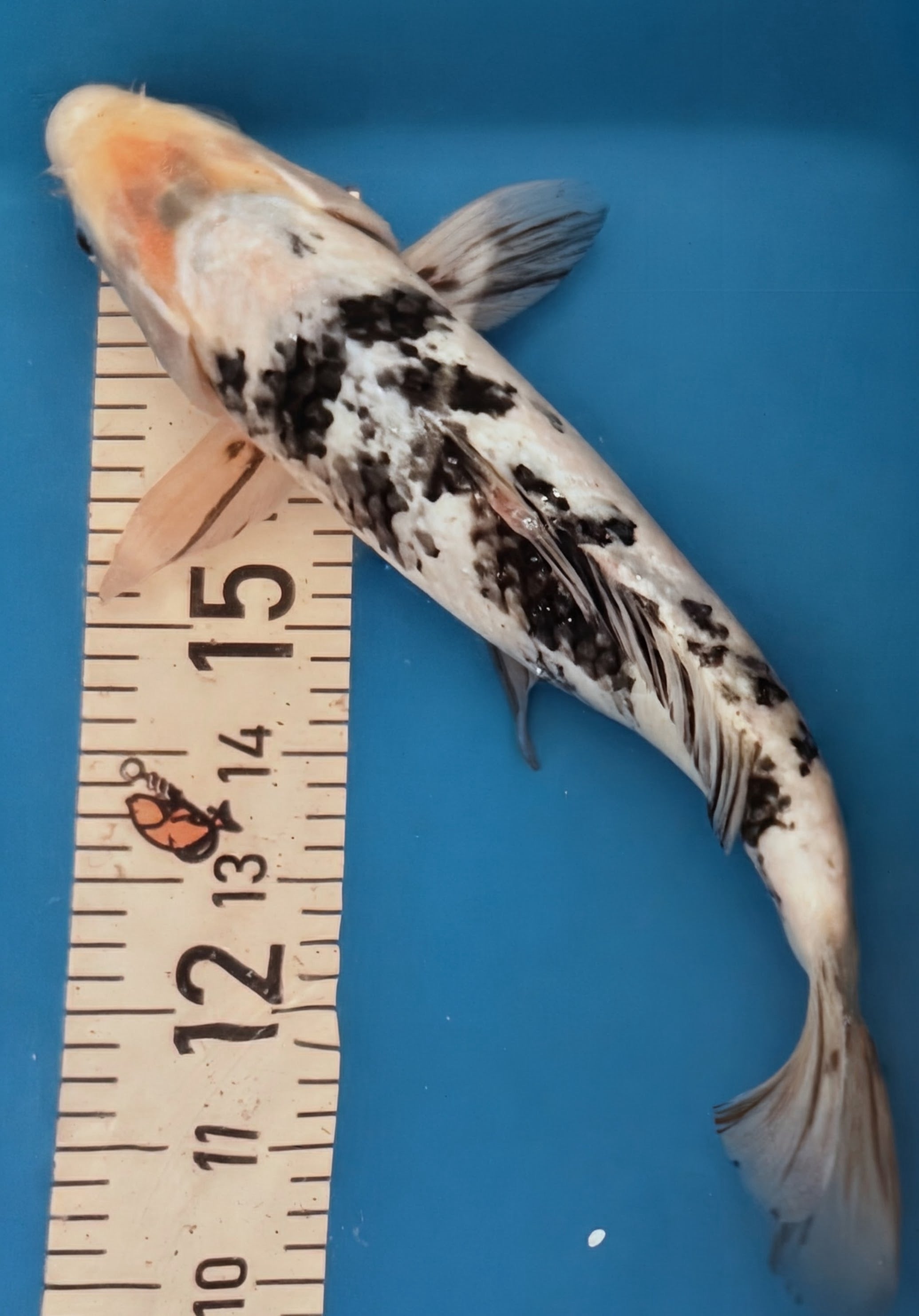 13" Shiro Bekko Standard Fin Koi — Live Pond Fish [Select Grade]