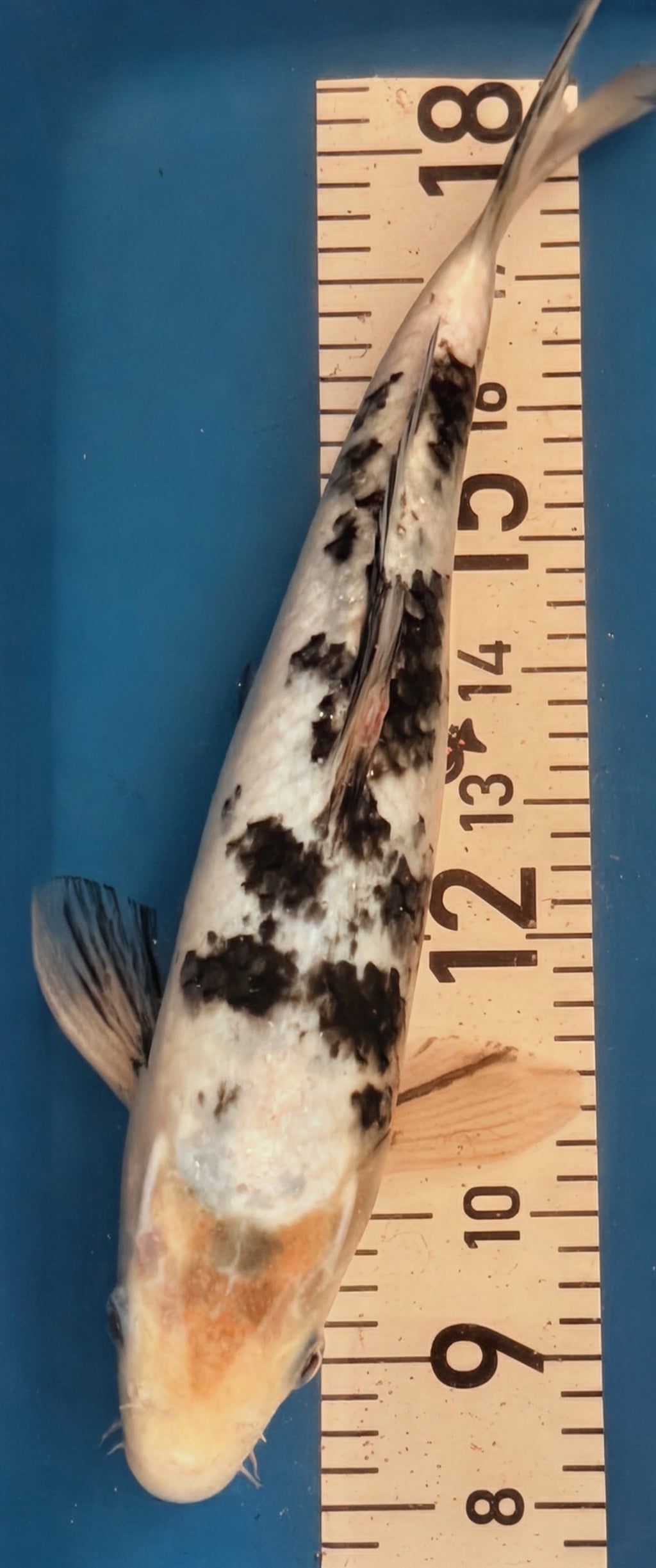 13" Shiro Bekko Standard Fin Koi — Live Pond Fish [Select Grade]
