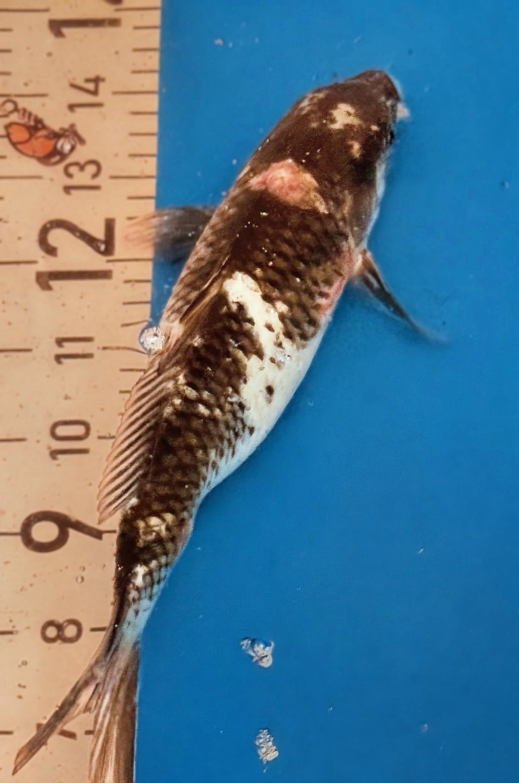 11" Shiro Bekko Standard Fin Koi — Live Pond Fish [Select Grade]