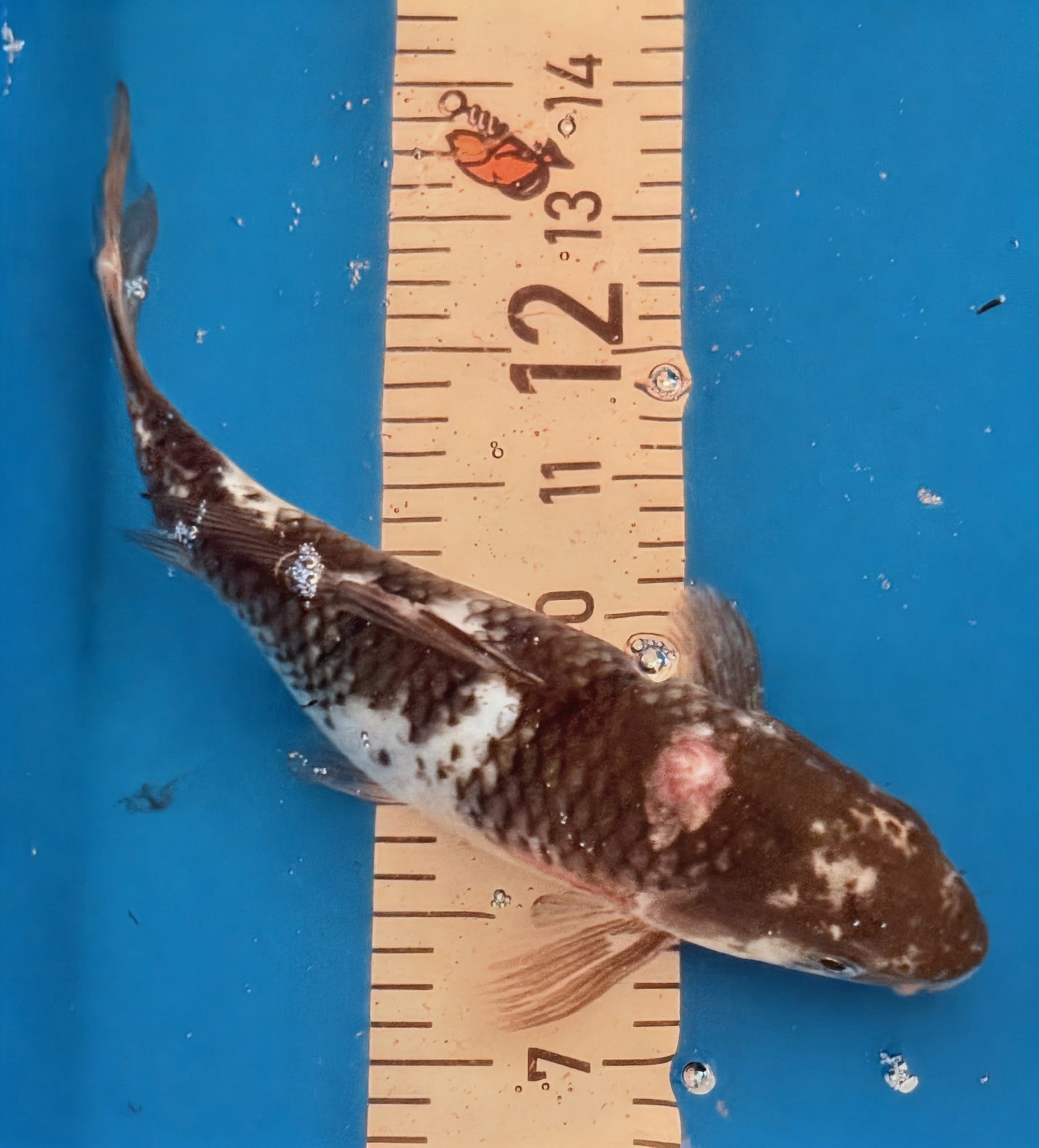 11" Shiro Bekko Standard Fin Koi — Live Pond Fish [Select Grade]