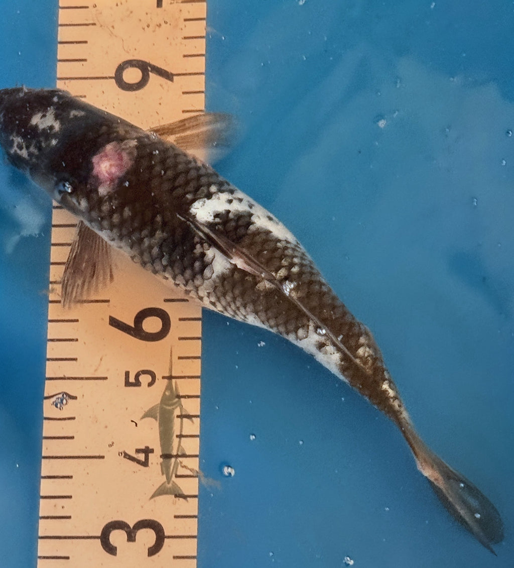 11" Shiro Bekko Standard Fin Koi — Live Pond Fish [Select Grade]