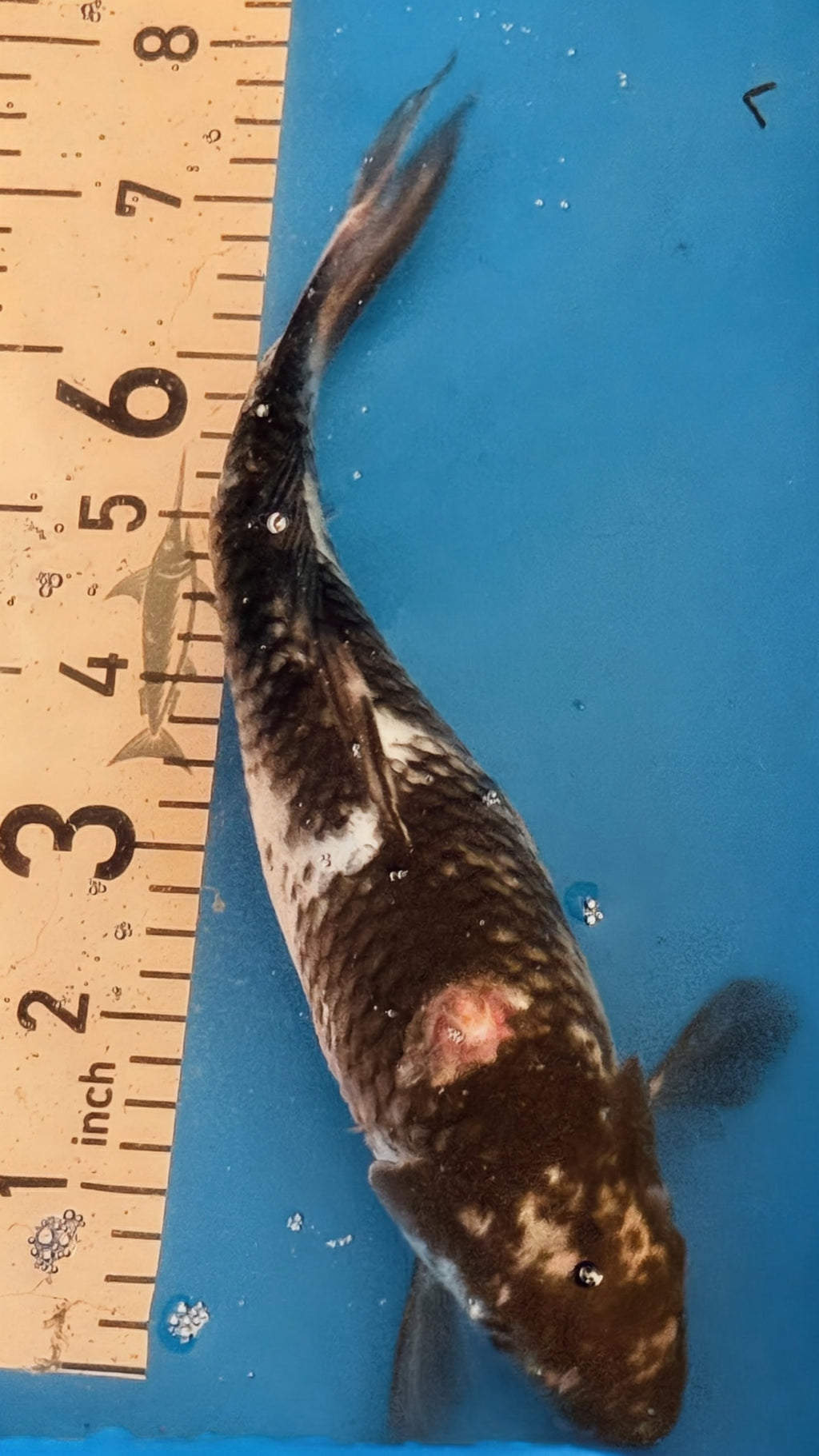 11" Shiro Bekko Standard Fin Koi — Live Pond Fish [Select Grade]