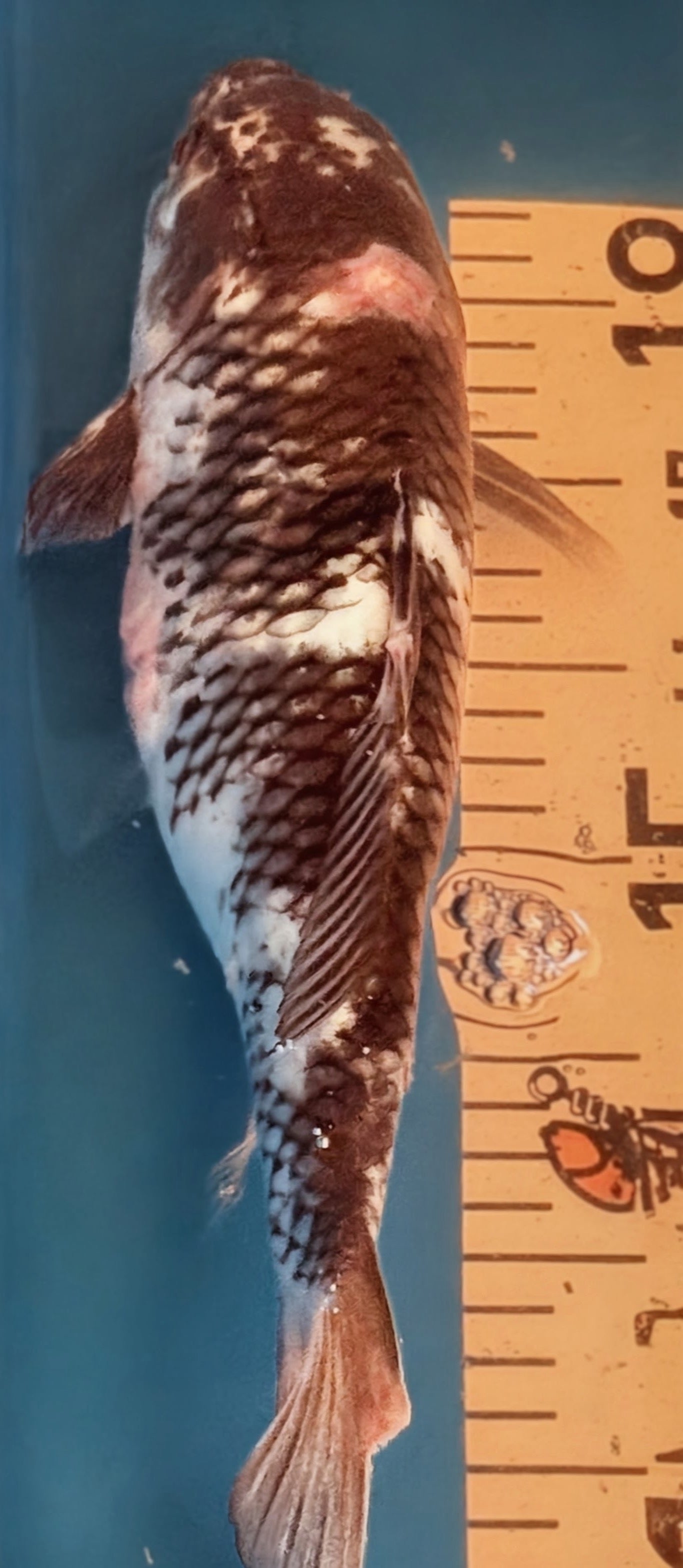 11" Shiro Bekko Standard Fin Koi — Live Pond Fish [Select Grade]