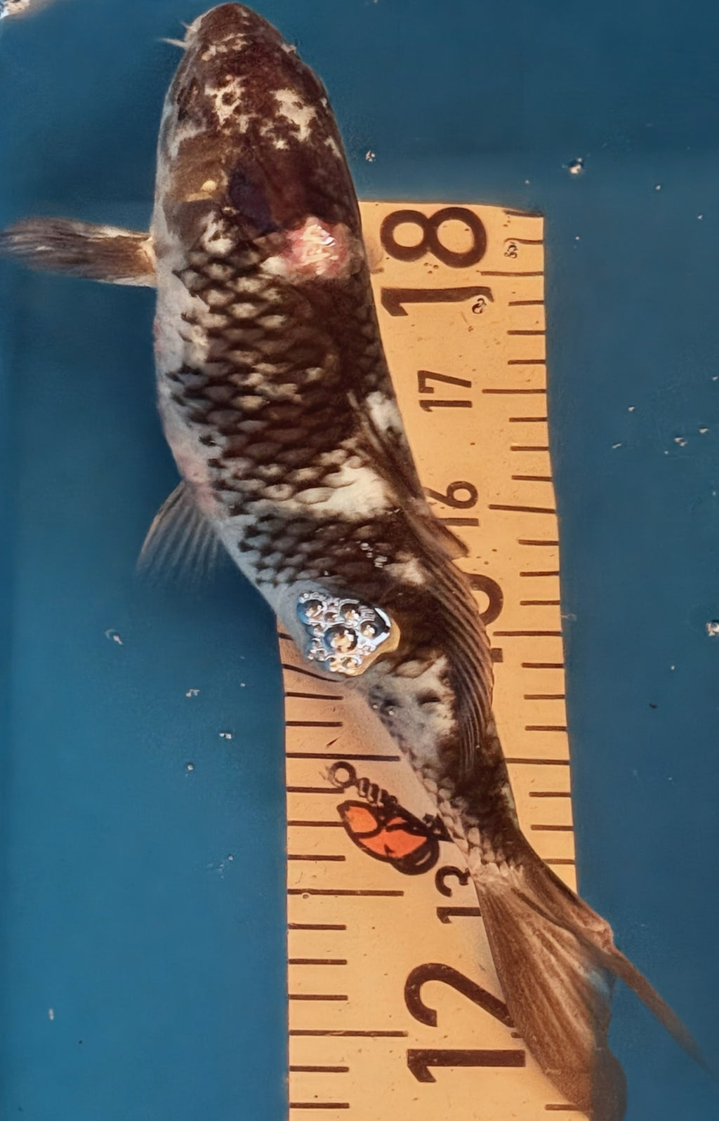 11" Shiro Bekko Standard Fin Koi — Live Pond Fish [Select Grade]