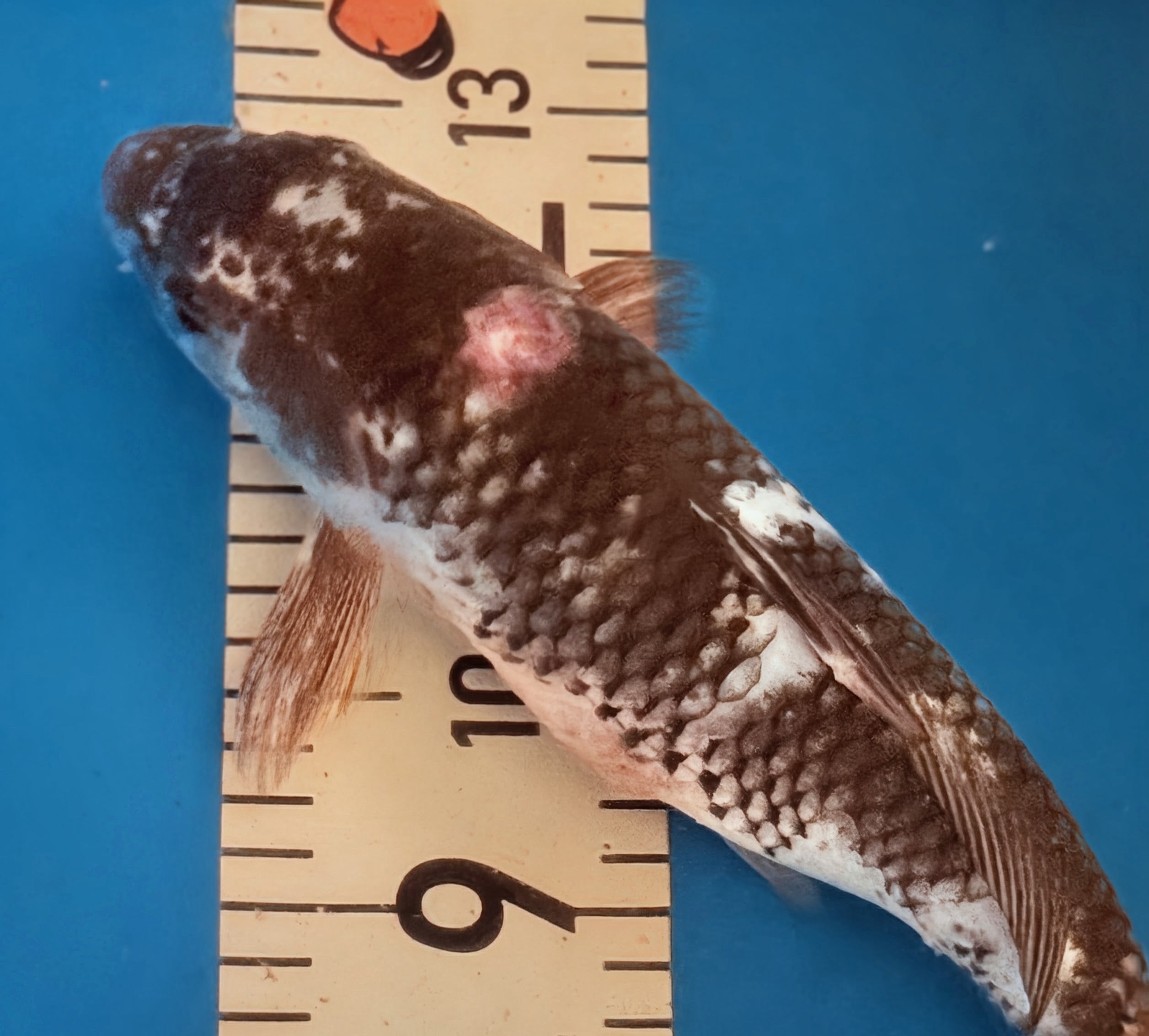 11" Shiro Bekko Standard Fin Koi — Live Pond Fish [Select Grade]